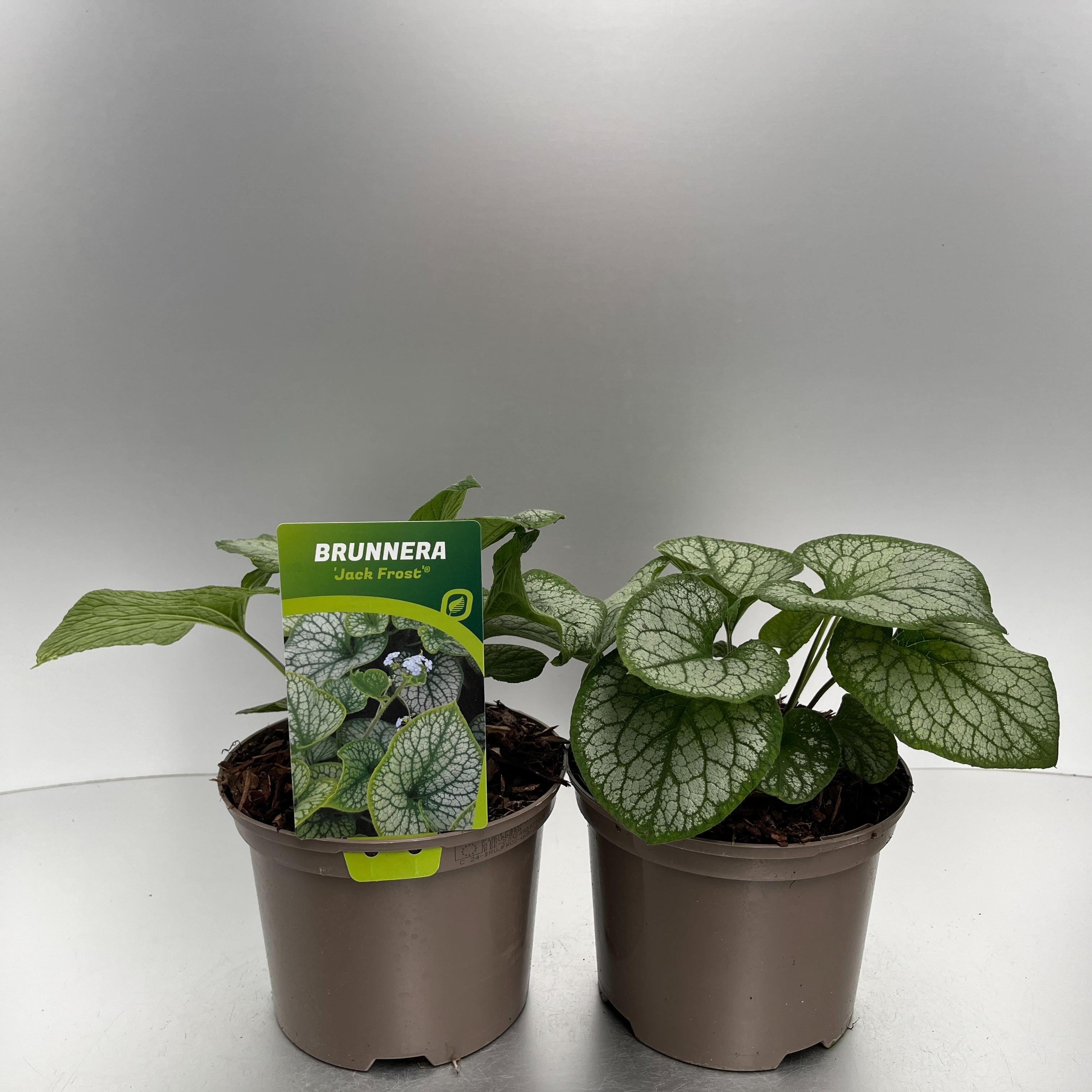 Picture of Brunnera macr. Jack Frost P17 (2 Ltr)