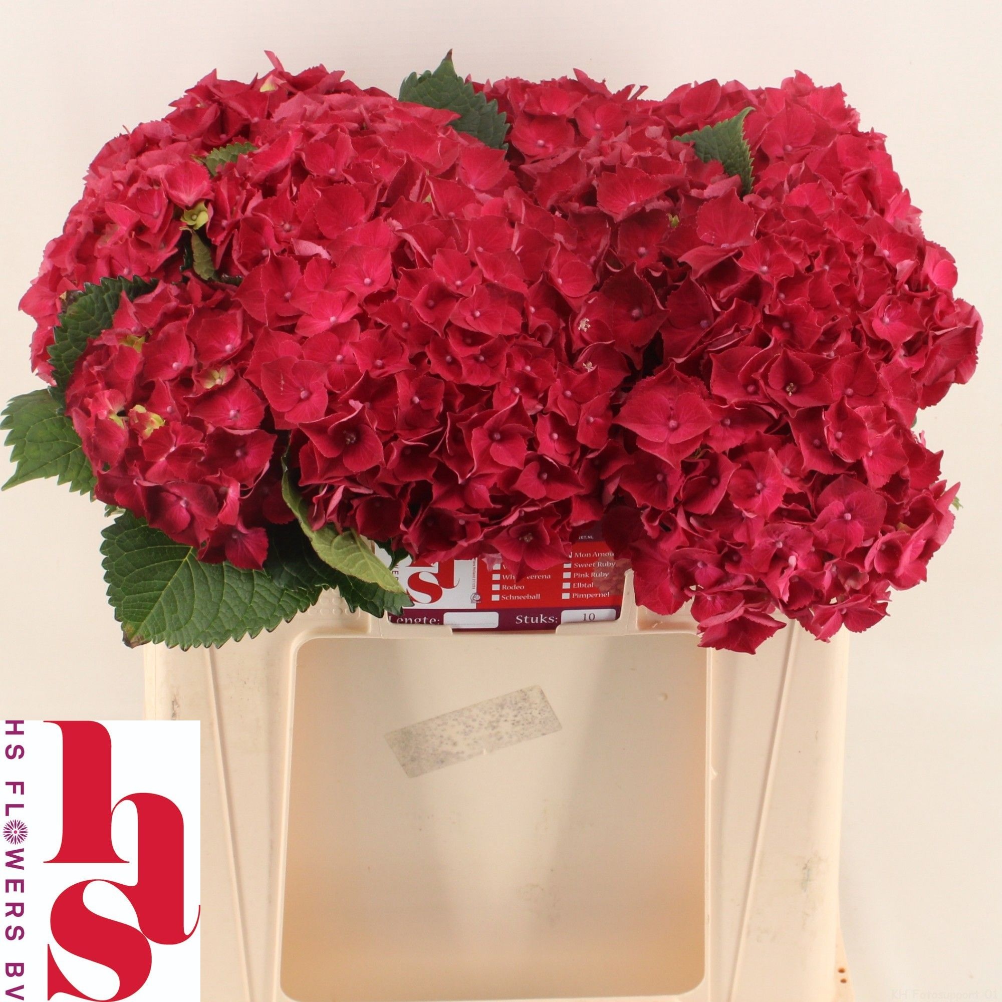 Hydrangea Mon Amour 50cm 15Ø