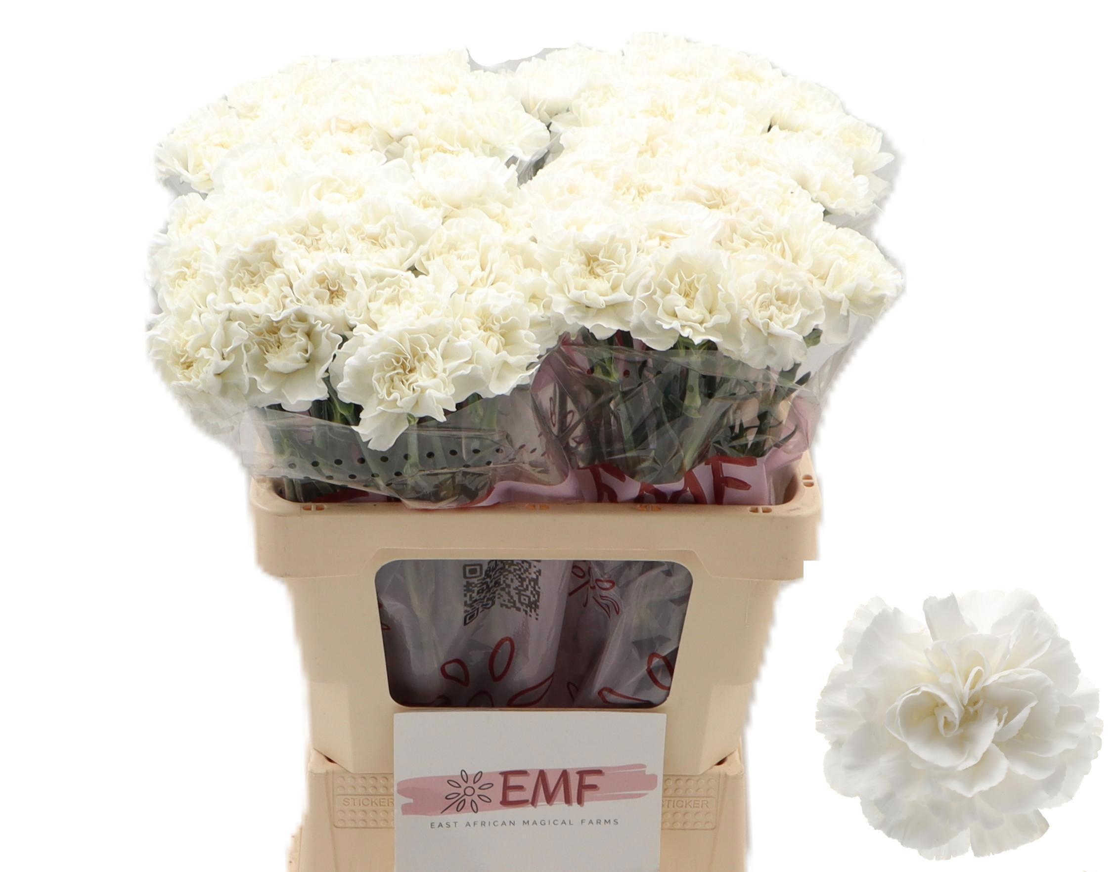Dianthus St Everest 60cm