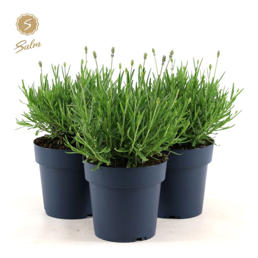 Picture of Lavandula ang. 'Felice Premium Provence'® P15