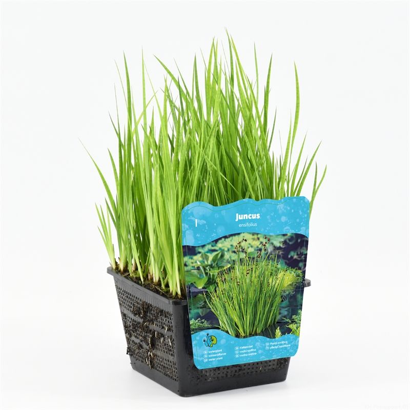 Juncus encifolius (18x18)