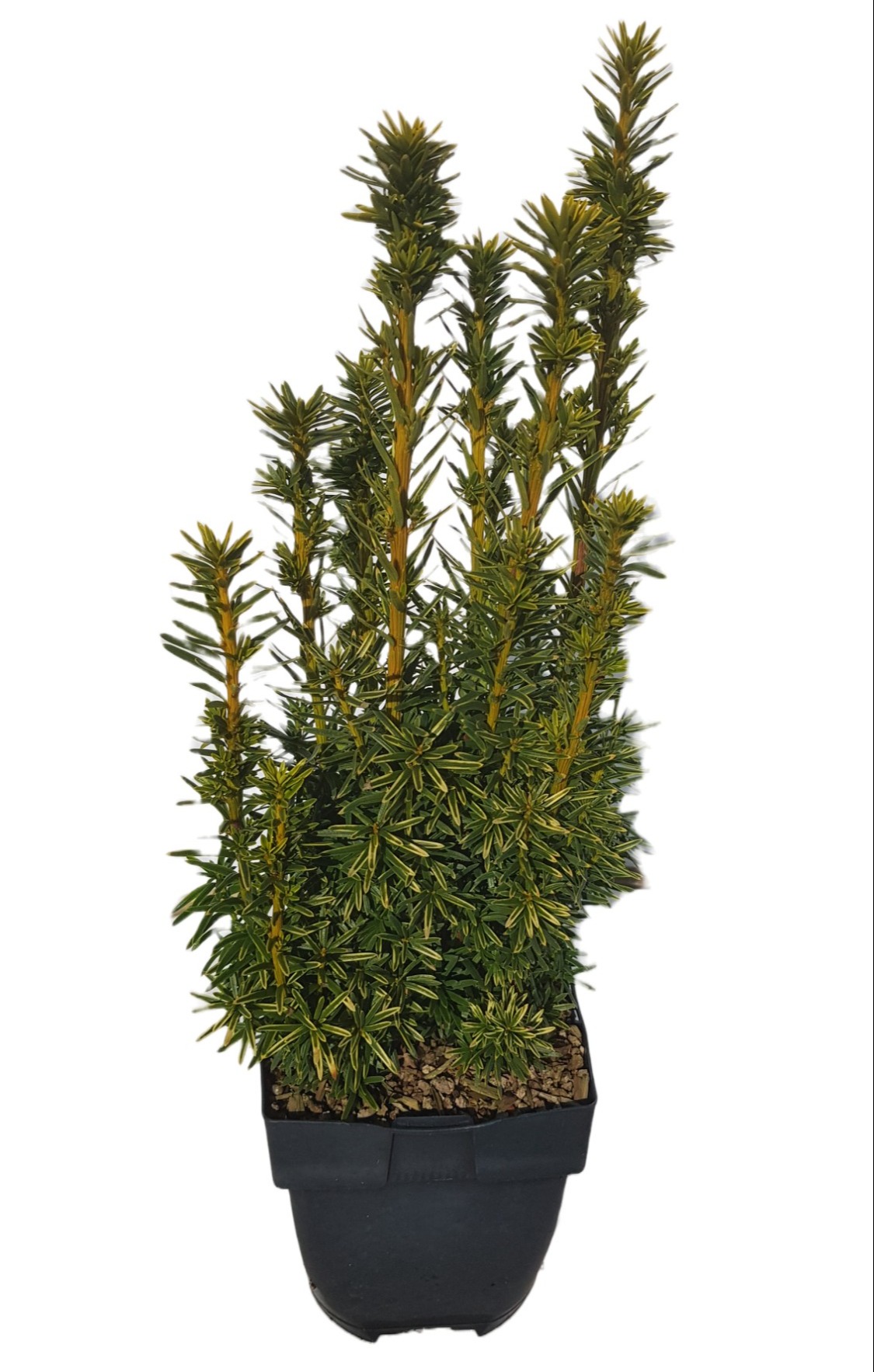Picture of Taxus baccata 'David' P17