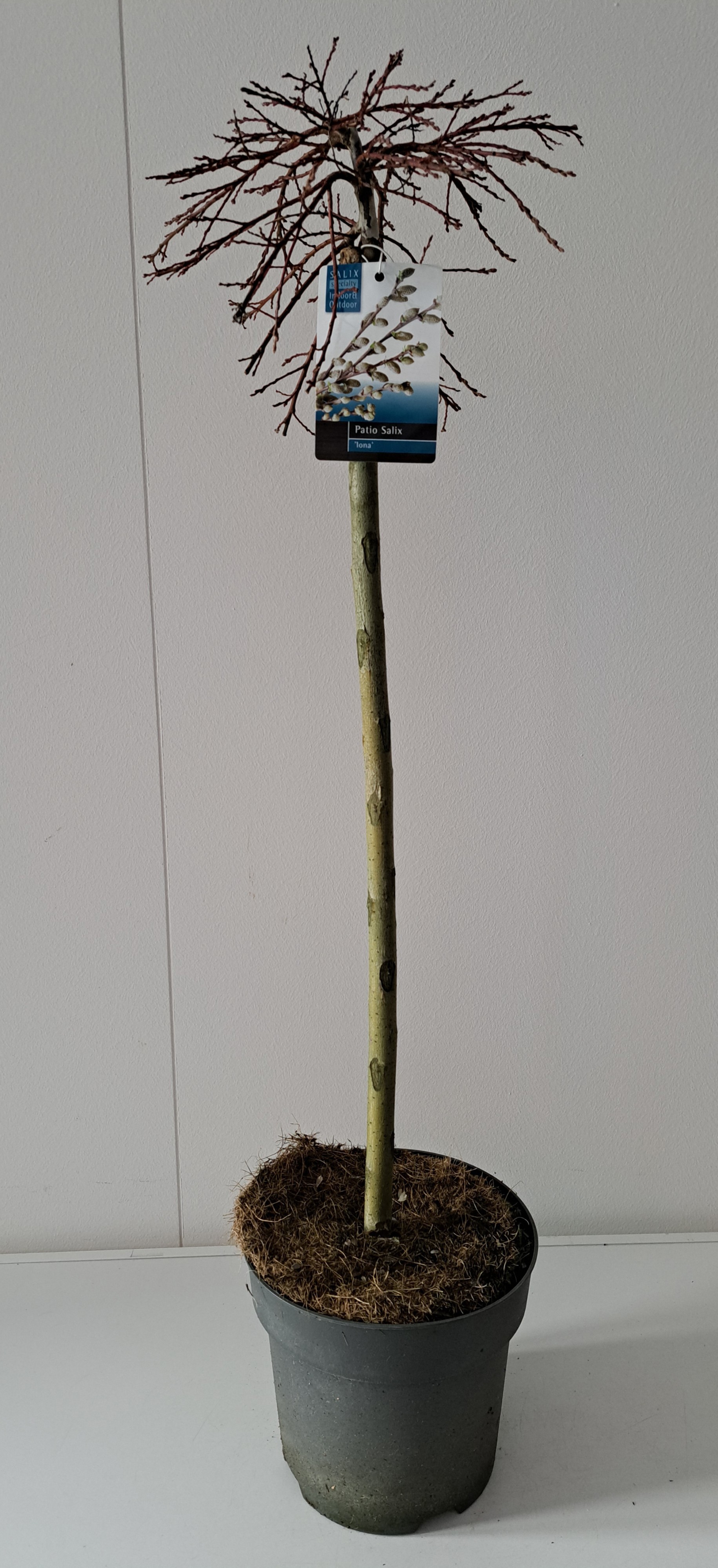 Picture of Salix Iona stam 60