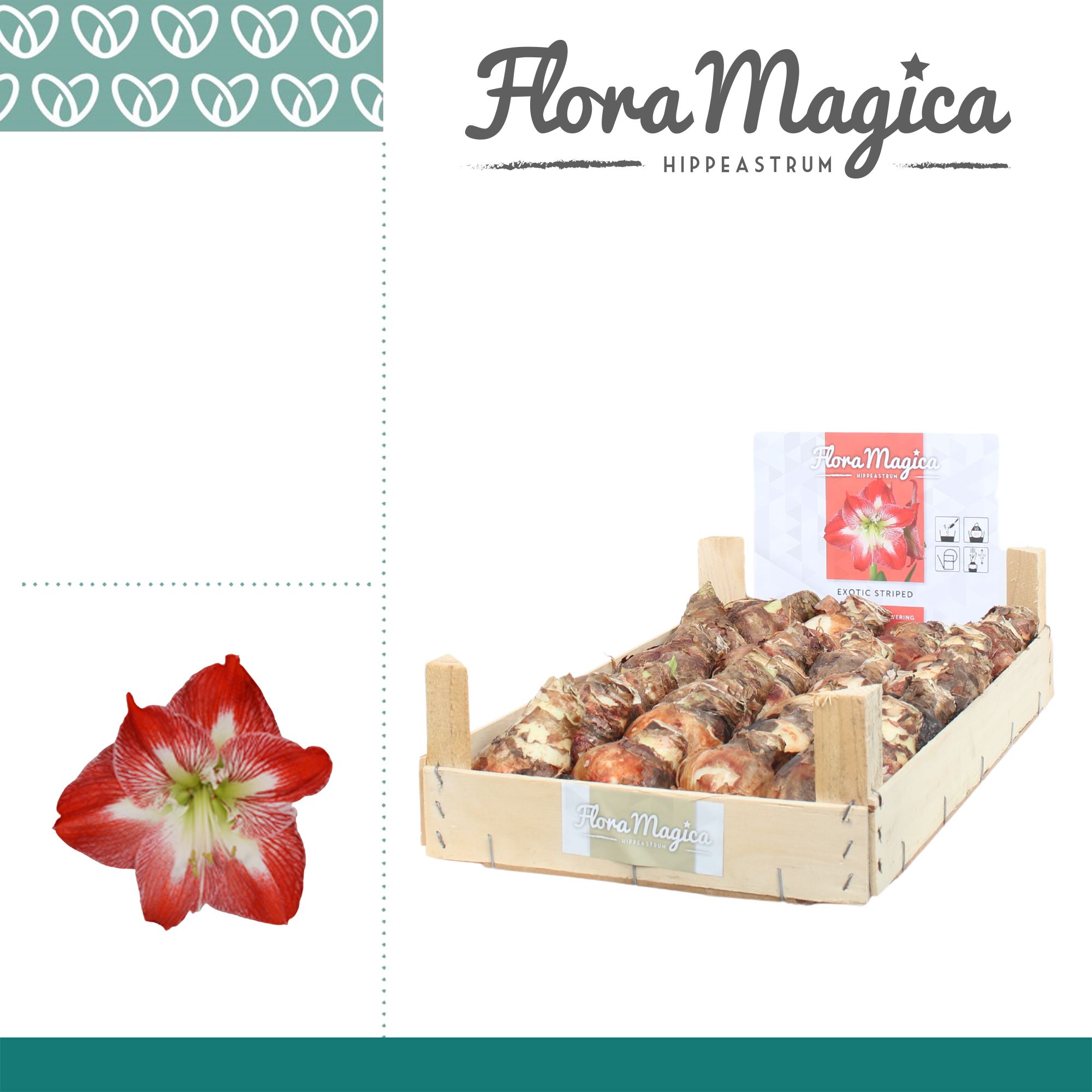 Amaryllis Bulb Gestreept in Wooden Crate