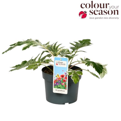 Acanthus White Water P19 Flevo