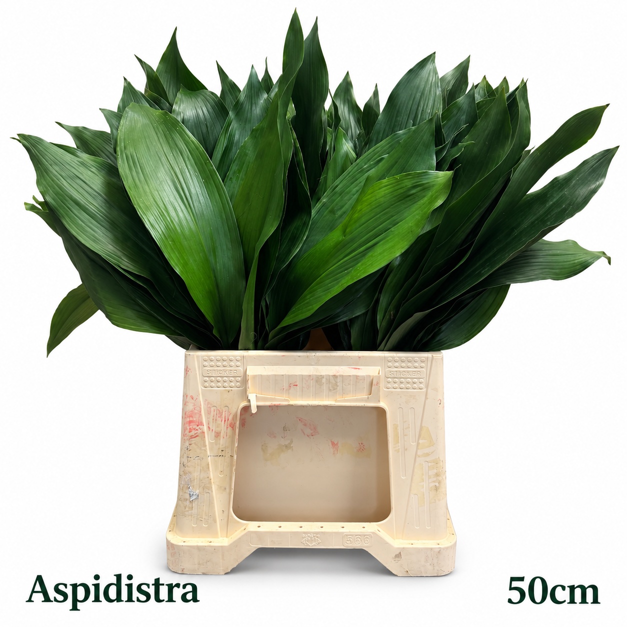Aspid Elatior Bs 50L.cm