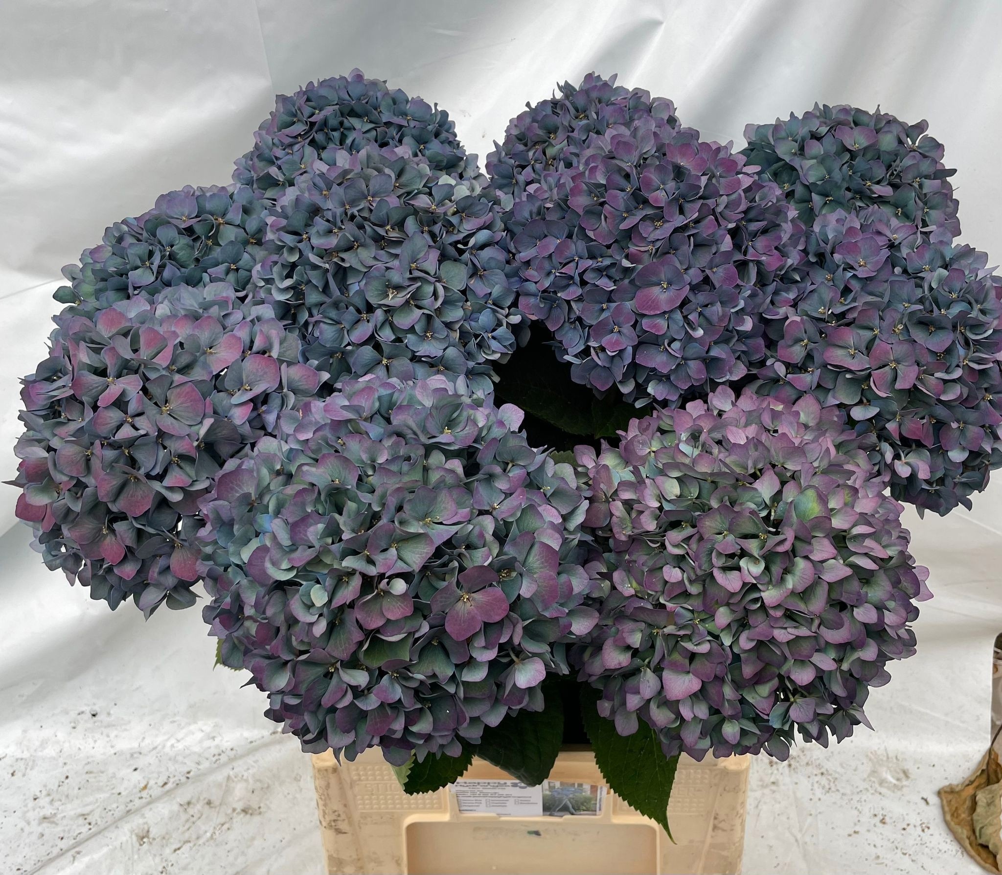 Hydrangea Pimpernel Classic 80cm 23Ø