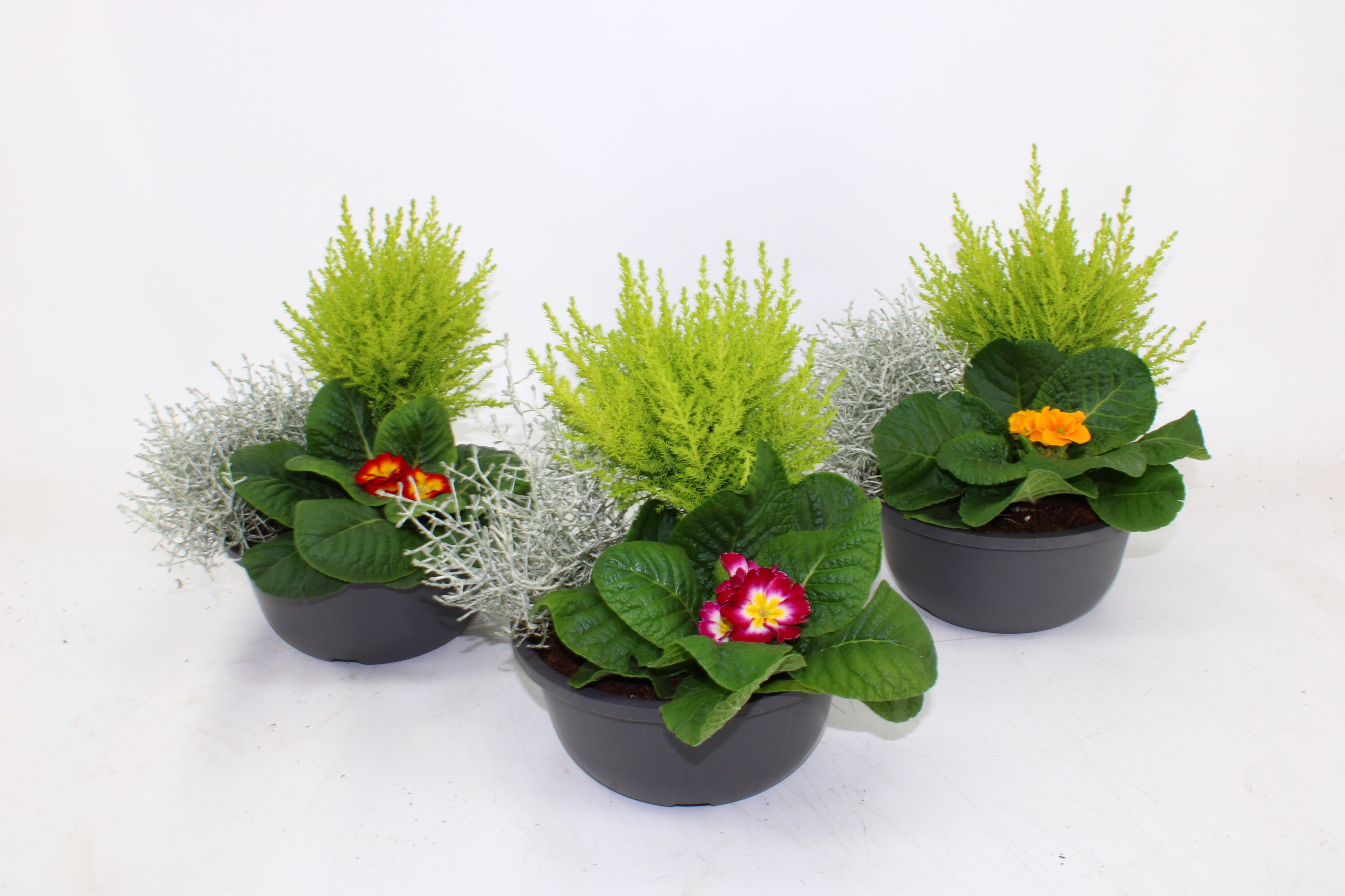 Arrangement Garden Plants 19Ø
