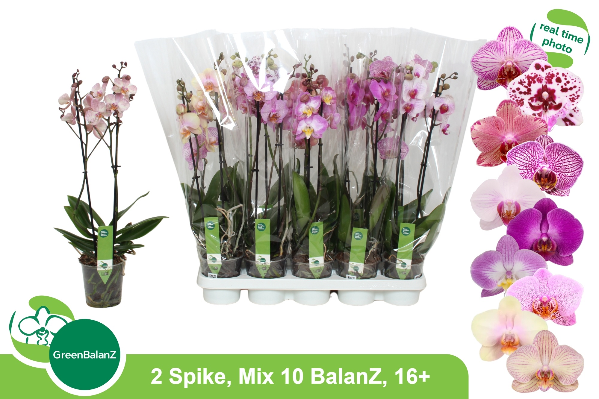 Phal Gem 10 Kl 12Ø 55cm
