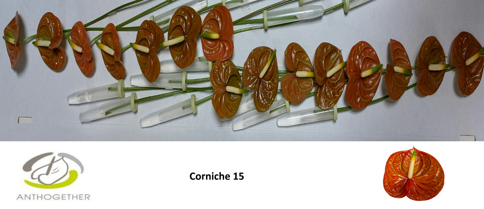 Anth A Corniche