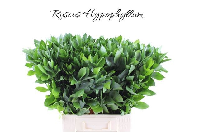 Ruscus Hypophyllum 70cm