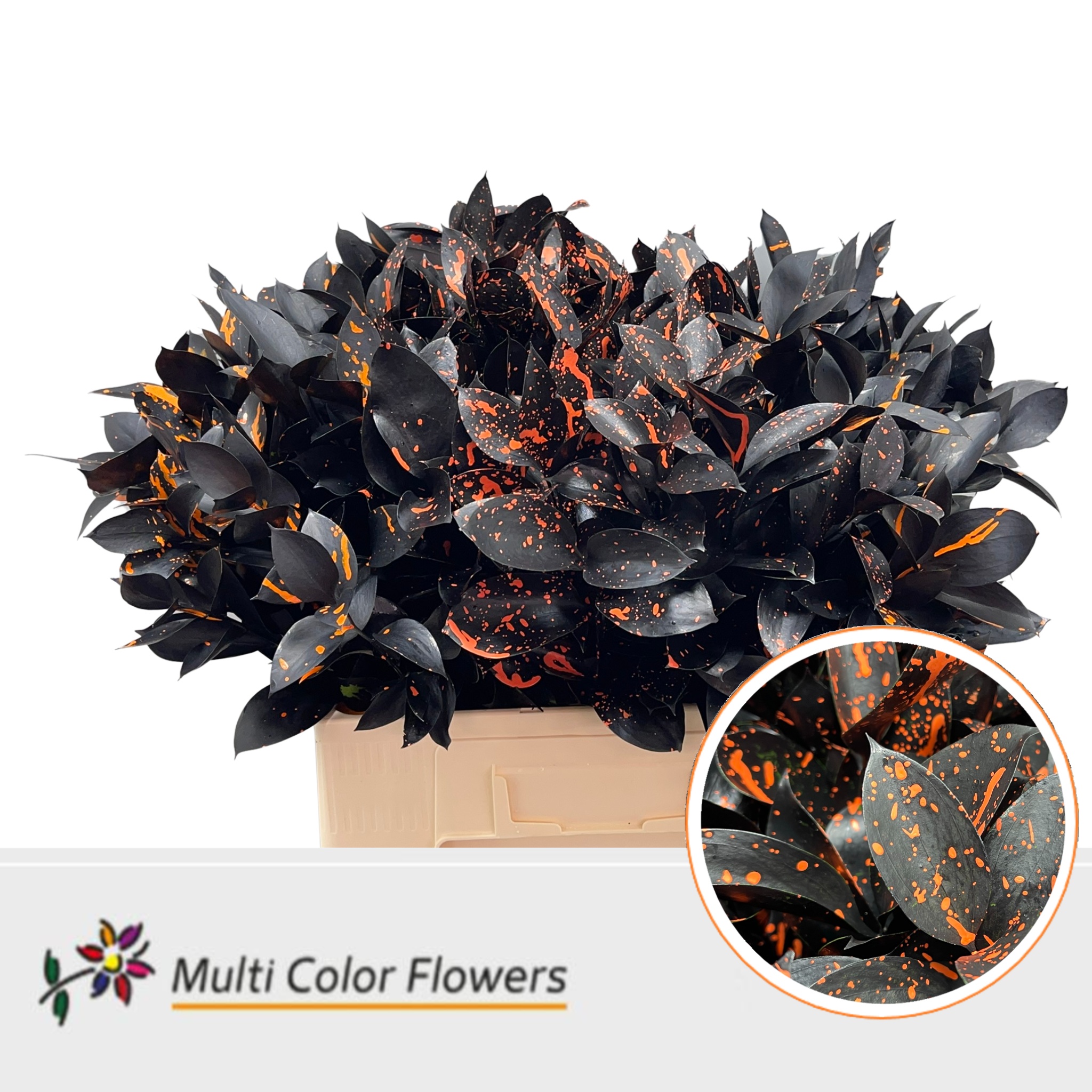 Ruscus Color Treated