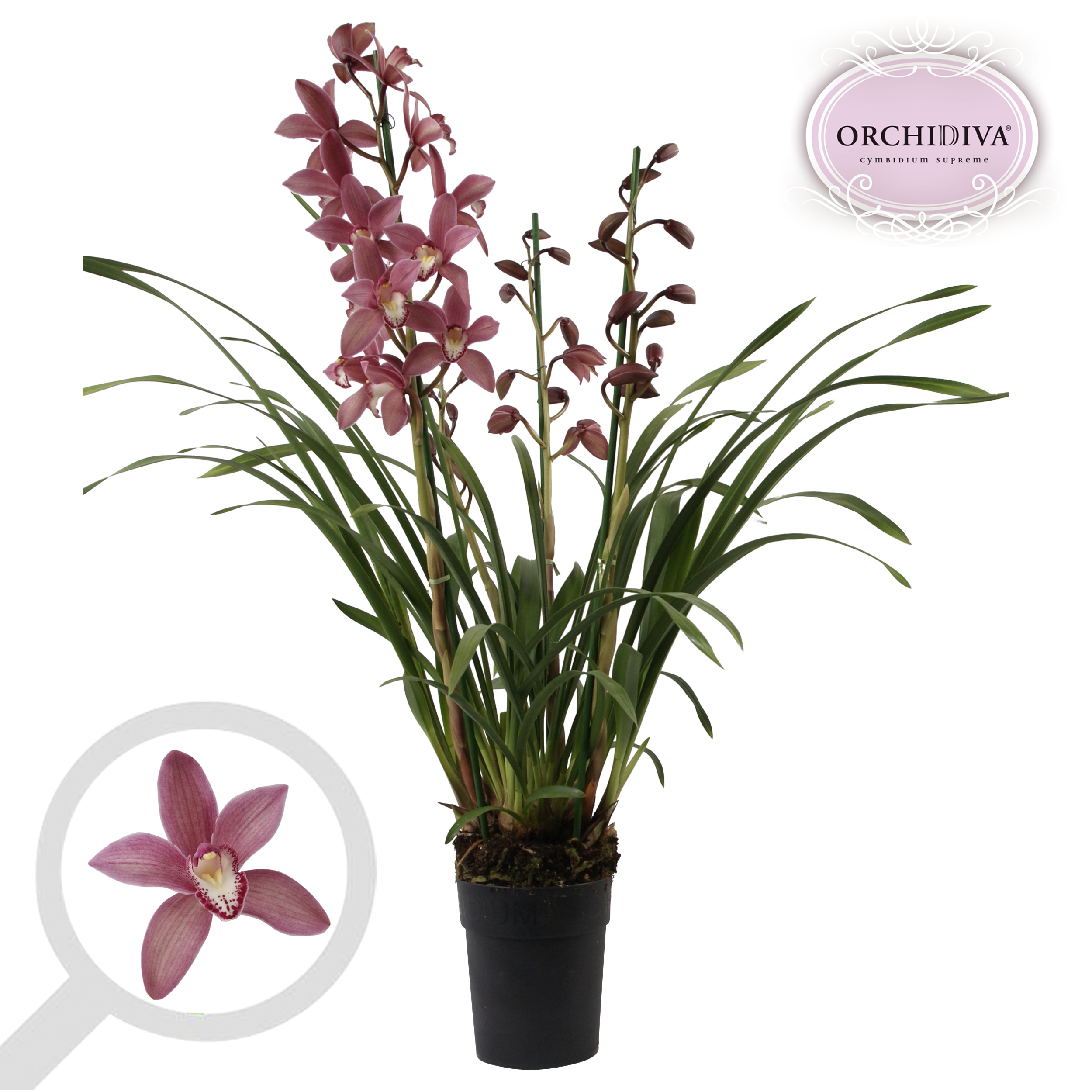 Picture of Cymbidium dark Pink 3 shoots P14 75cm