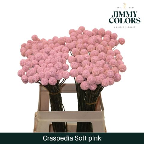 Craspedia L60 Soft Pink