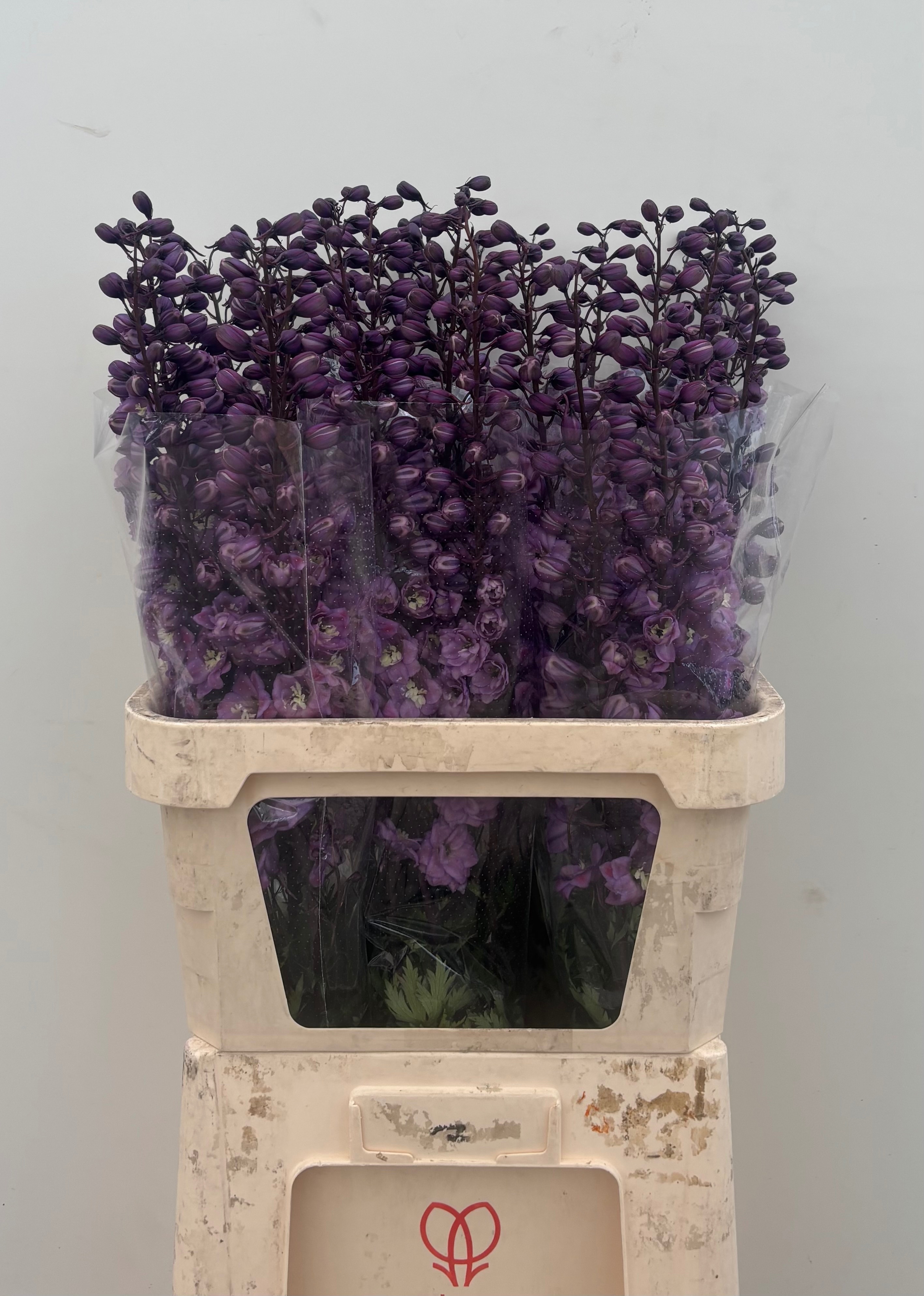 Delphinium El Dewi Pink Floyd 90cm