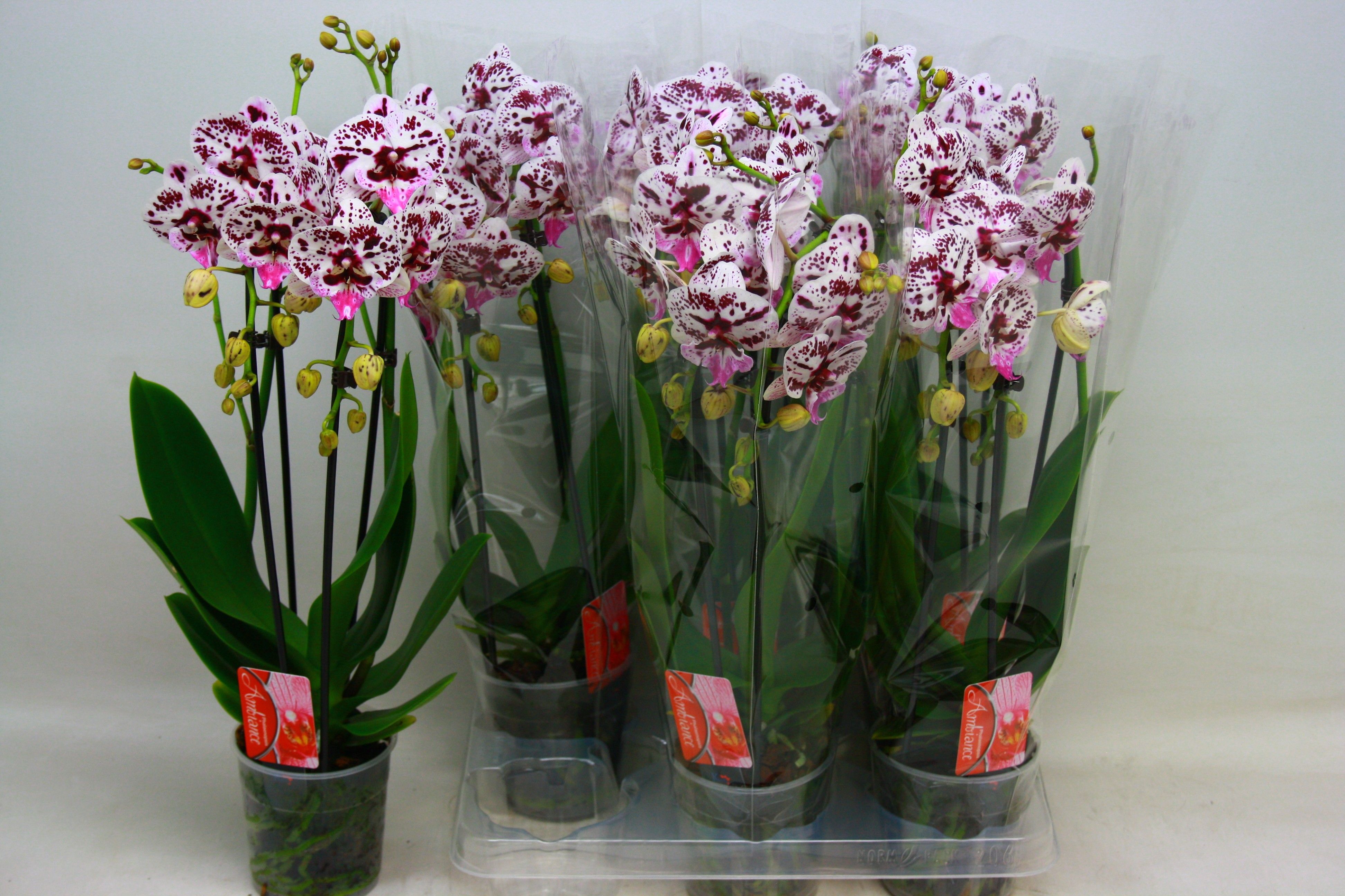 Phal El Cascade 12P 45H 2TAK 16bloem 23bloei
