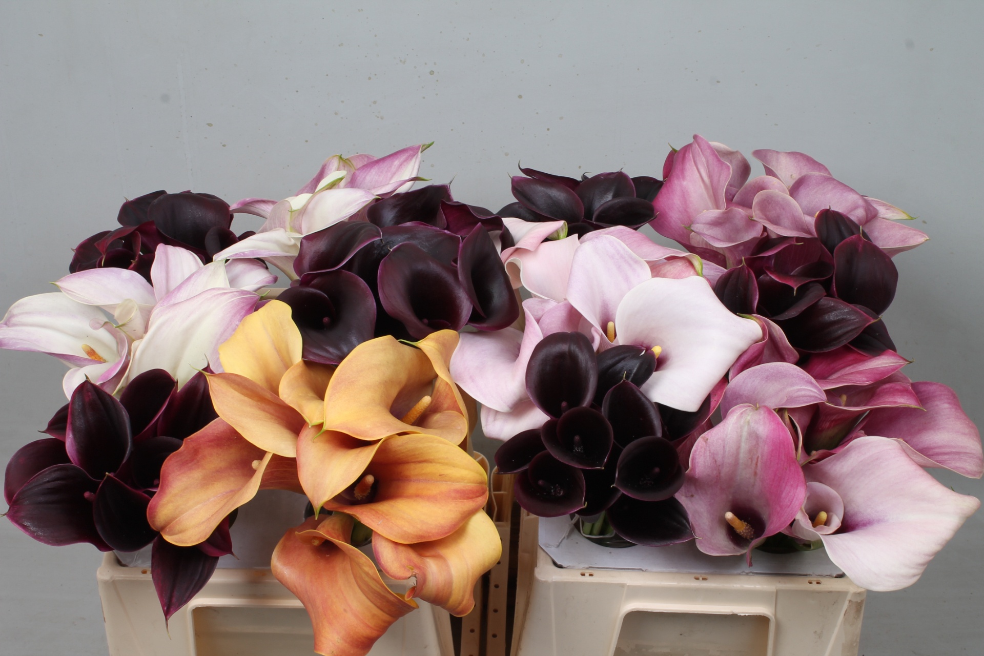 Calla Assorted 35cm