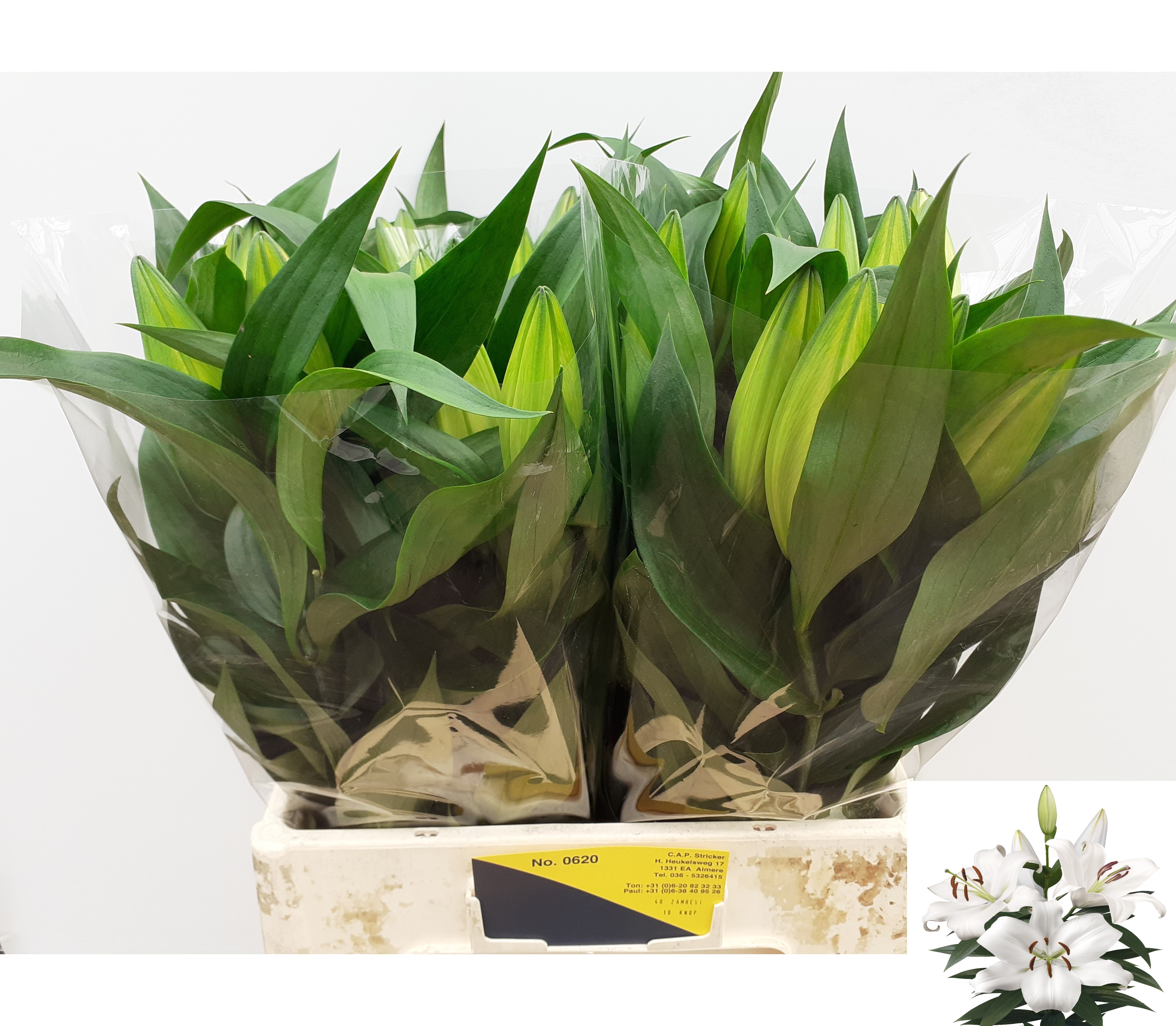 Lilium Ot Zambesi 60cm 2/4bl