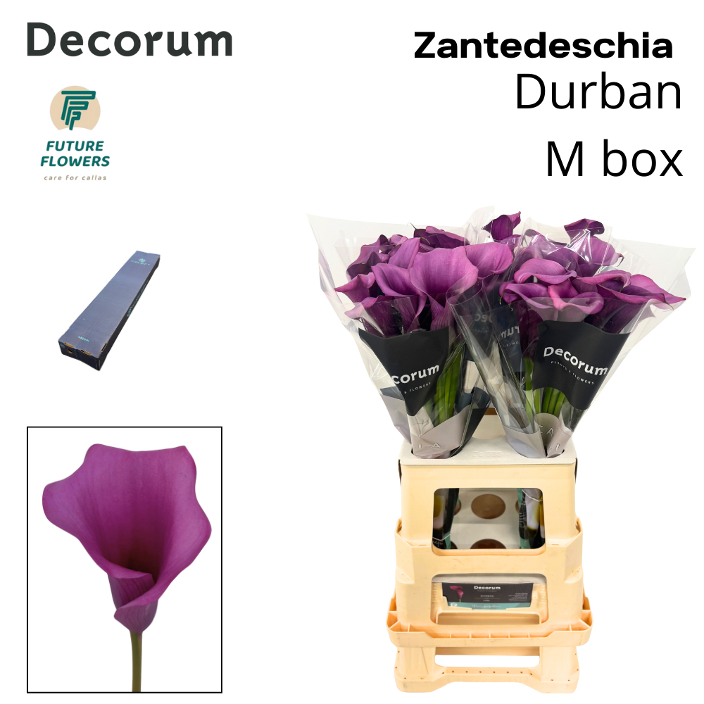 Zant Durban