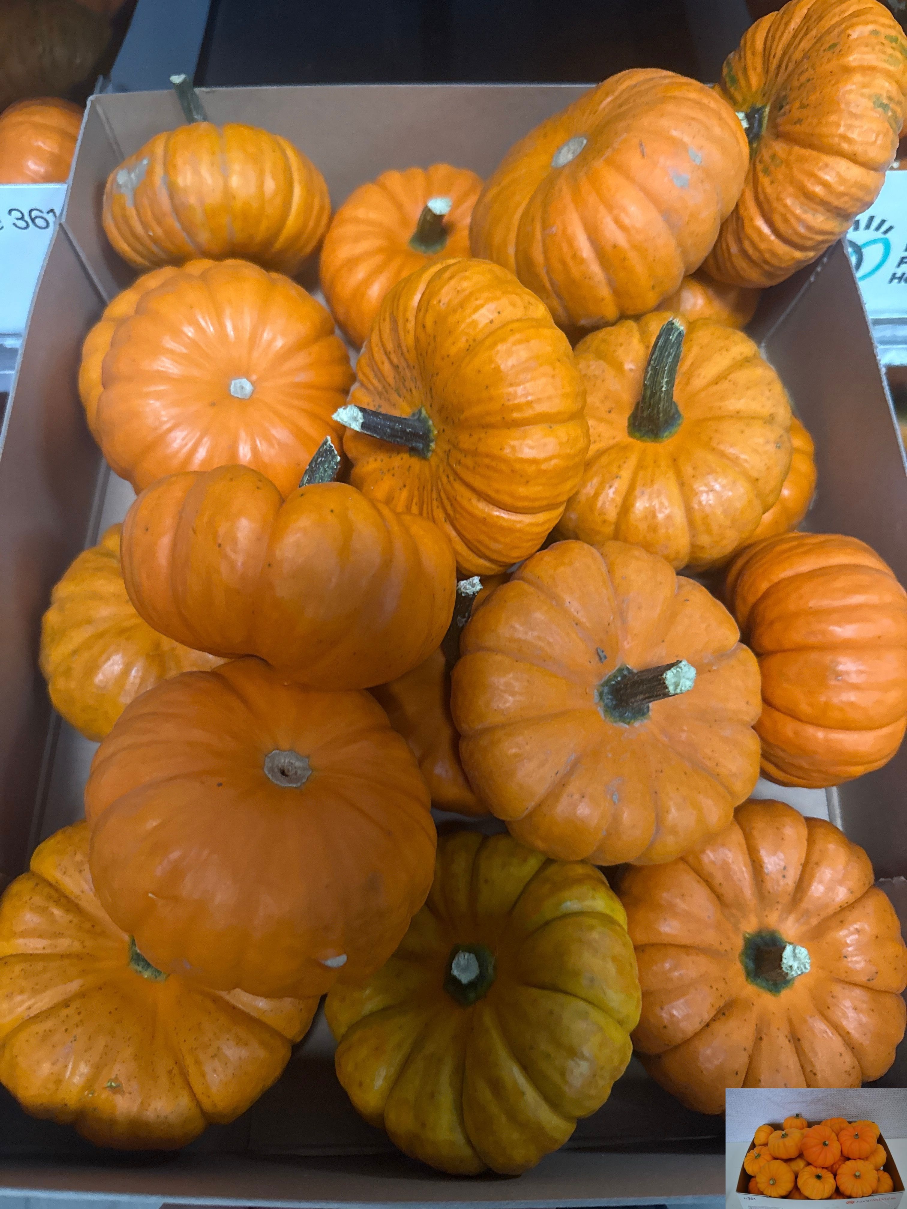 Cucurbita Jack Be Little