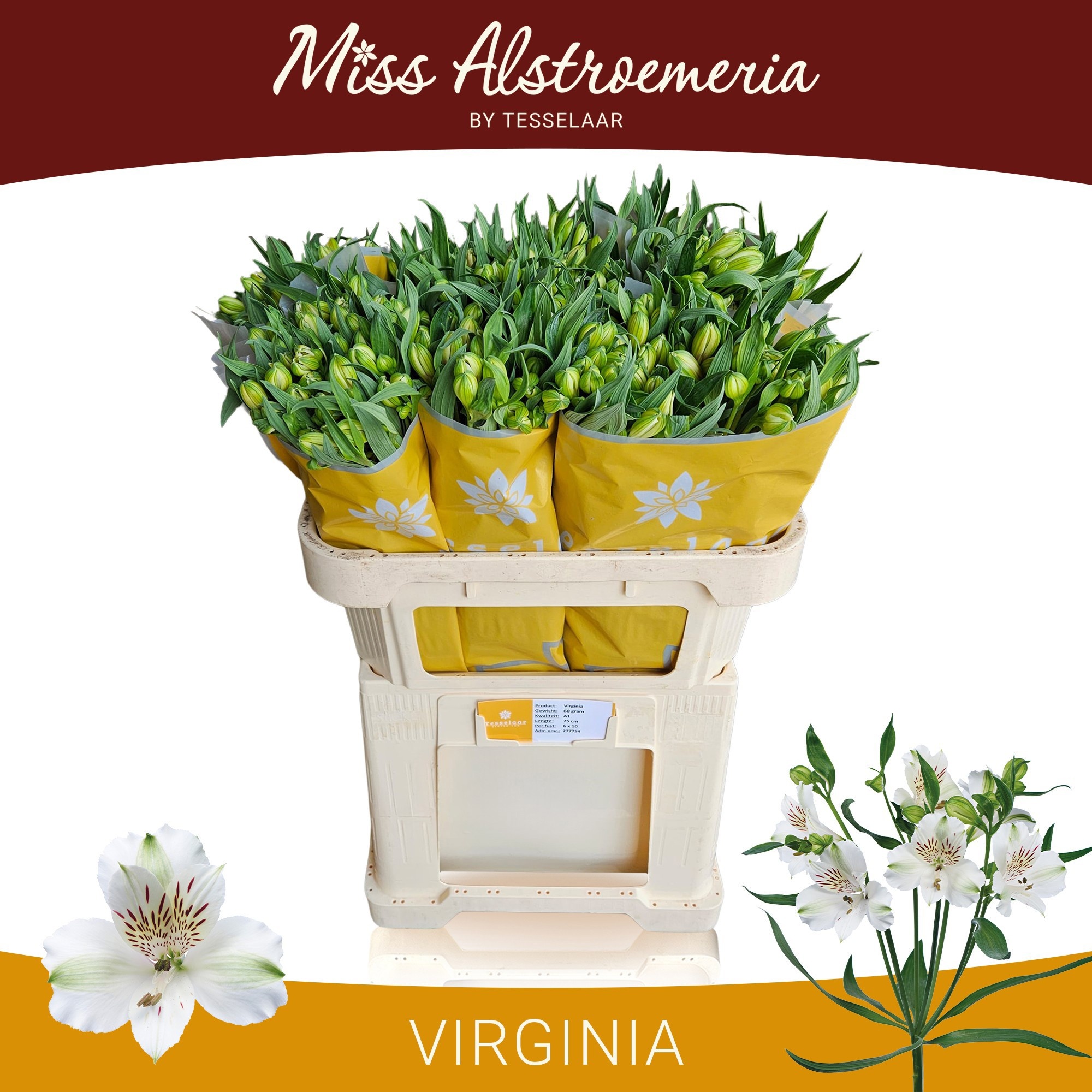 Alstr Virginia