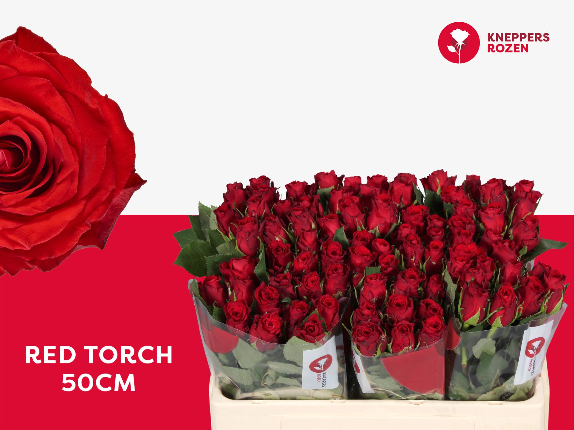 R Gr Red Torch