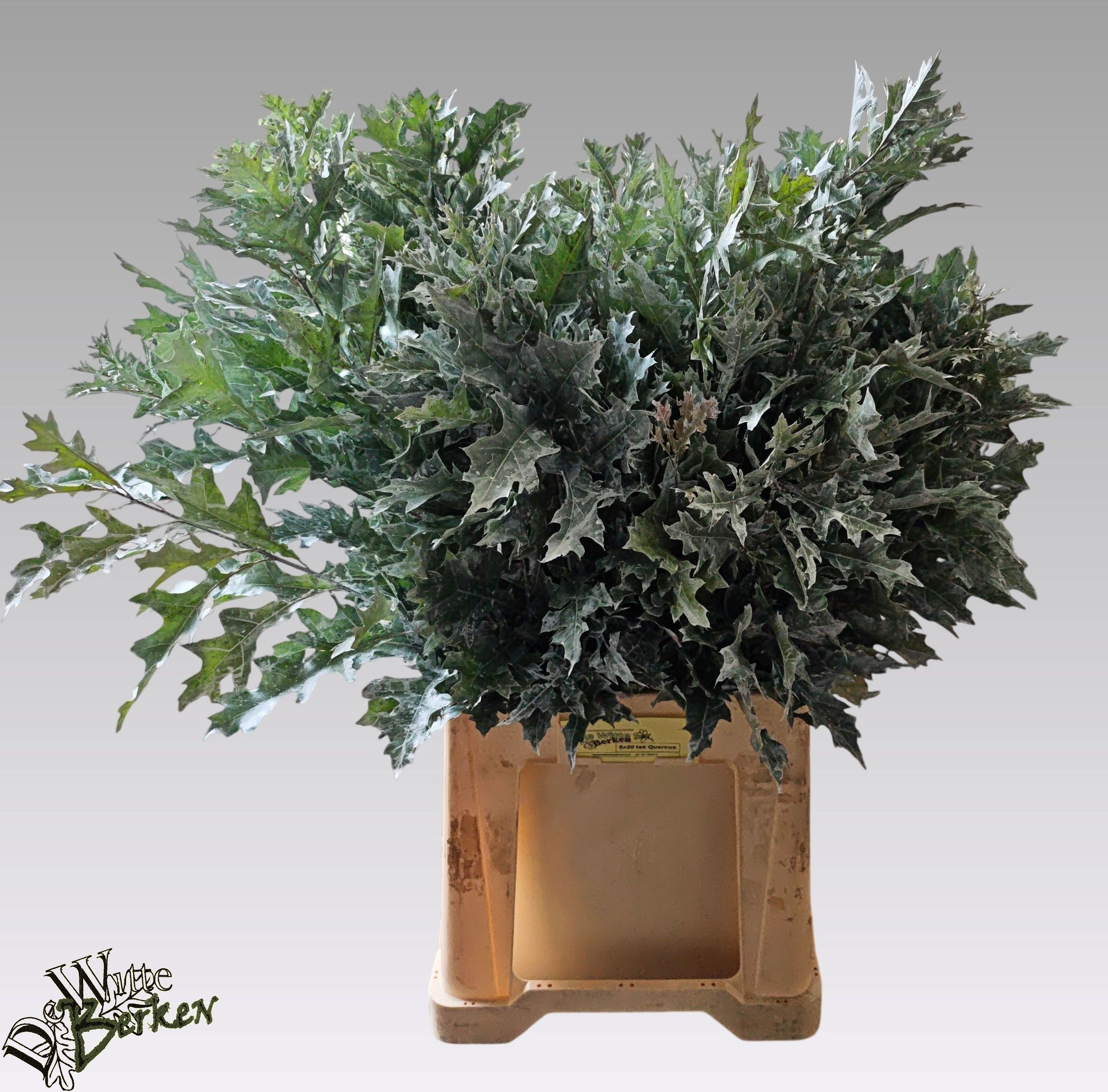 Oak Leaves Preparated/ptd (QUERCUS) 80cm