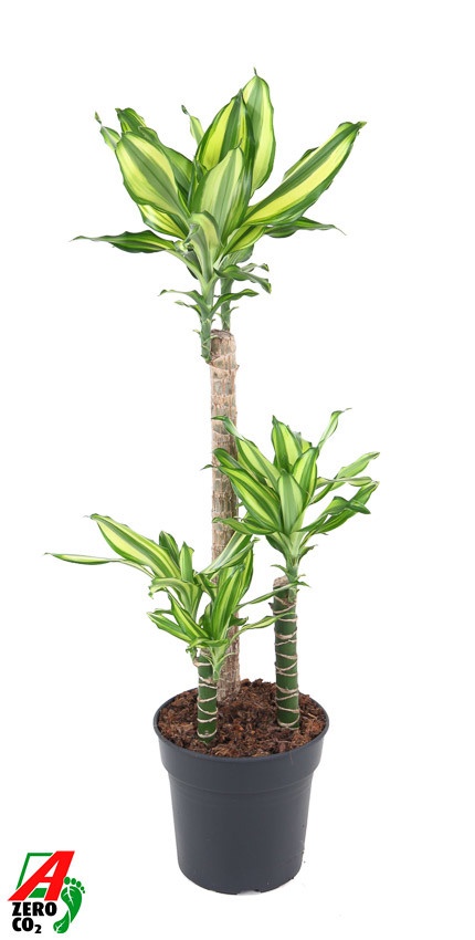 Dracaena Diamond Dream -15