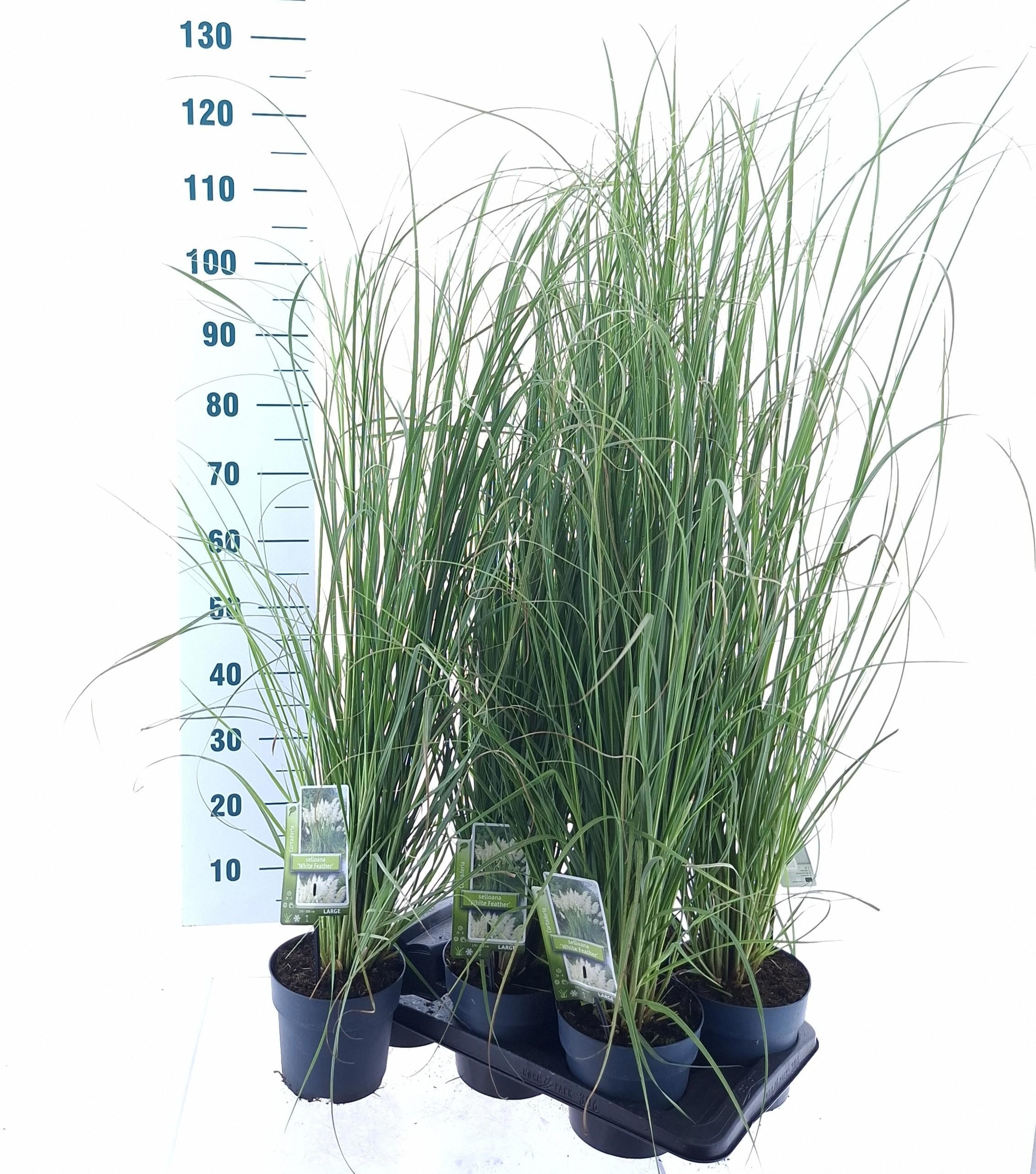 Cortaderia selloana 'White Feather'