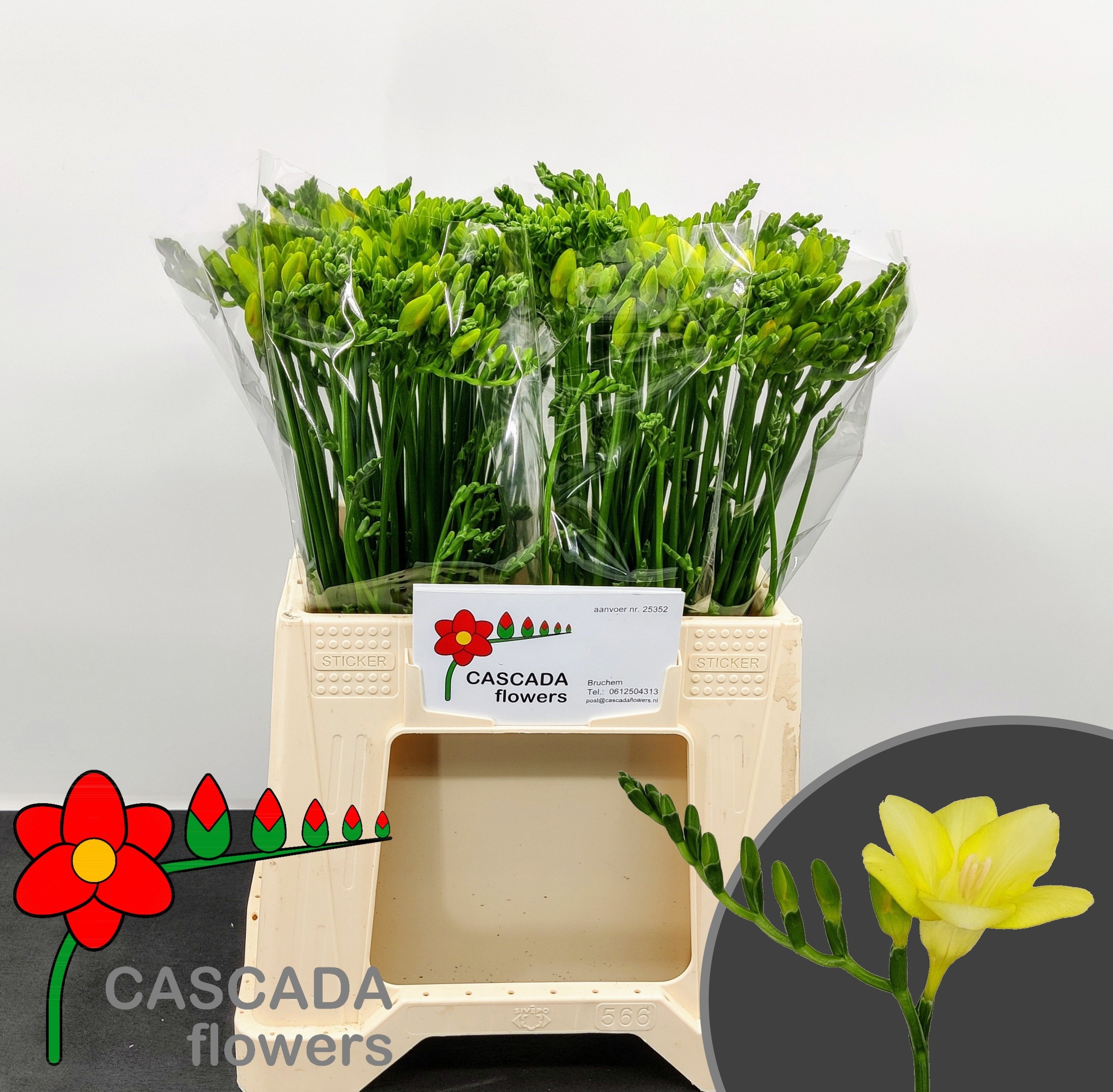 Freesia Sunny Beach 40cm 12gram