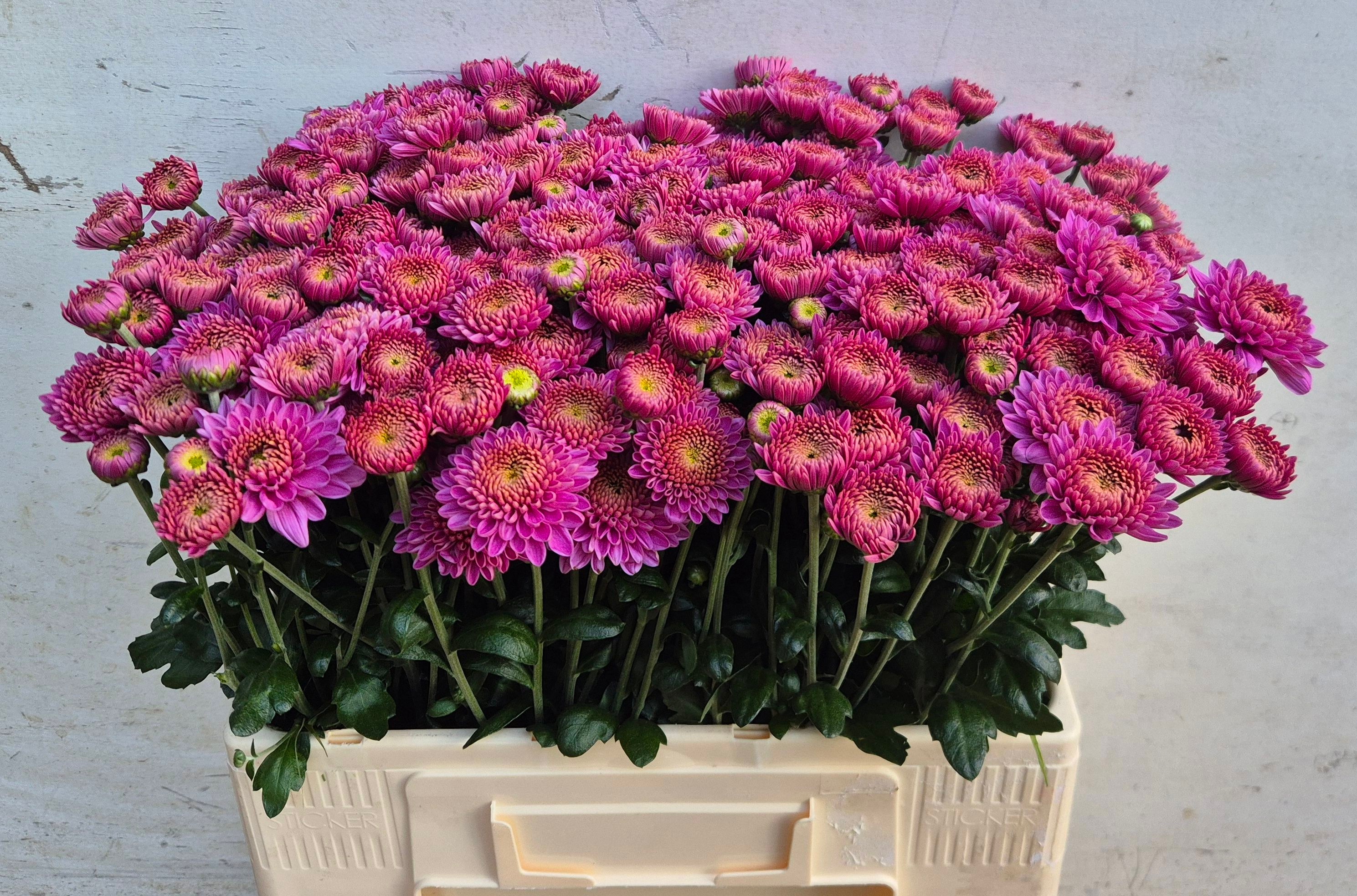 Chr T Blenda Purper
