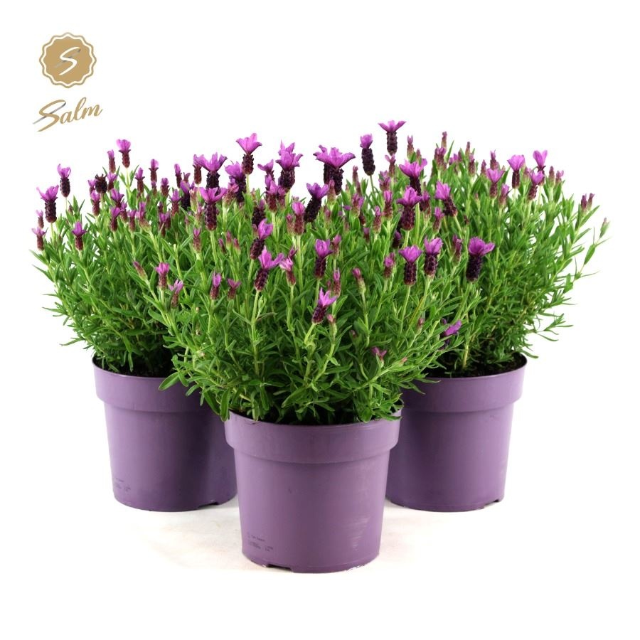 Picture of Lavandula st. 'Anouk'® Collection P19