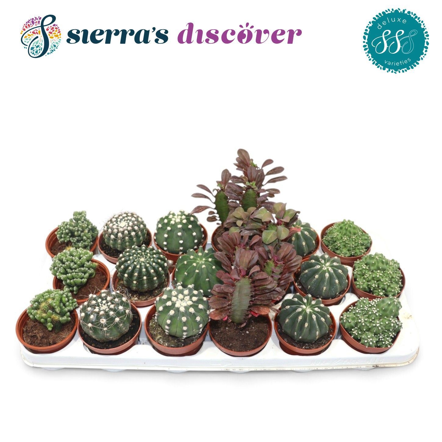 Cactus Gem 508P 15H