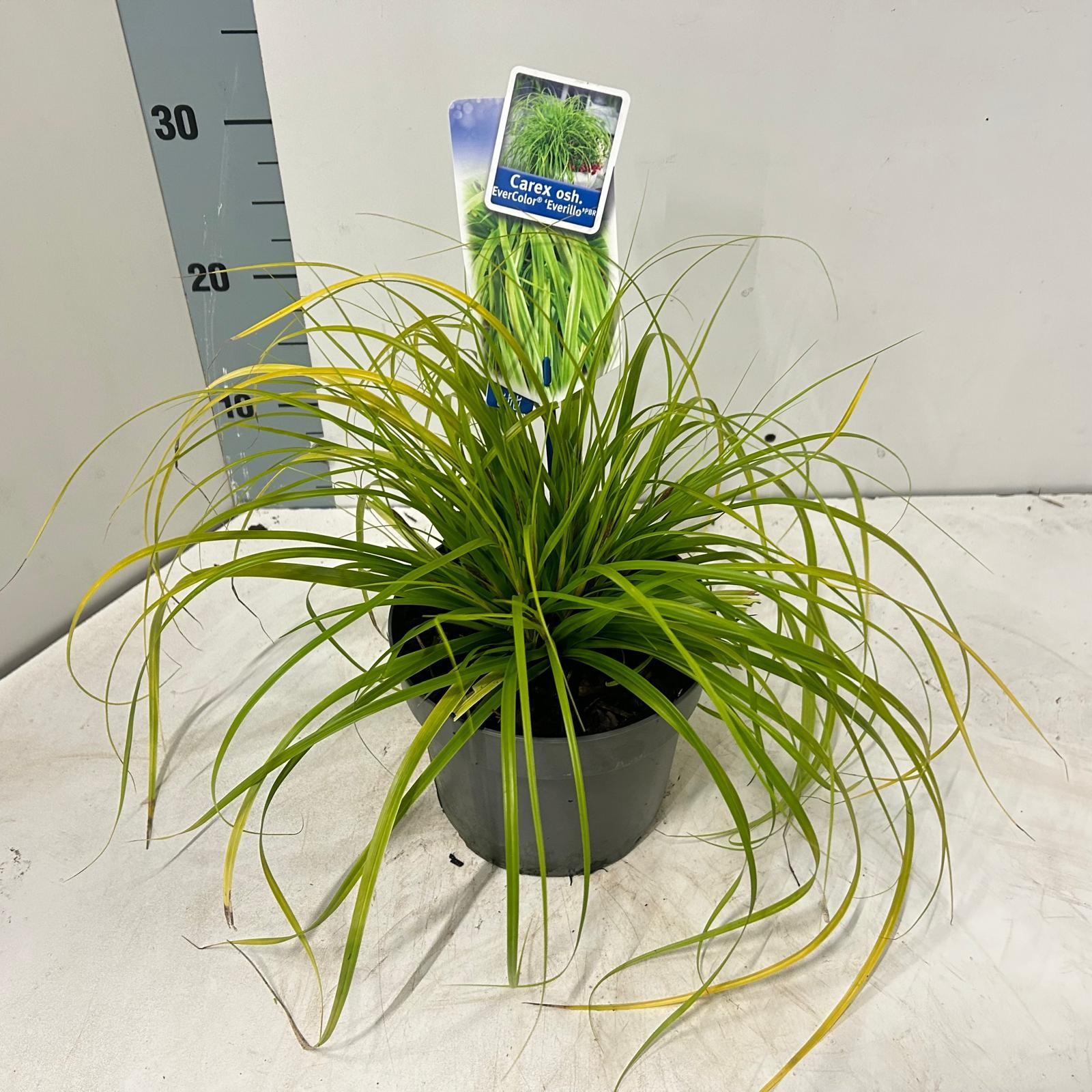 Picture of Carex oshimensis EverColor® 'Everillo' PBR