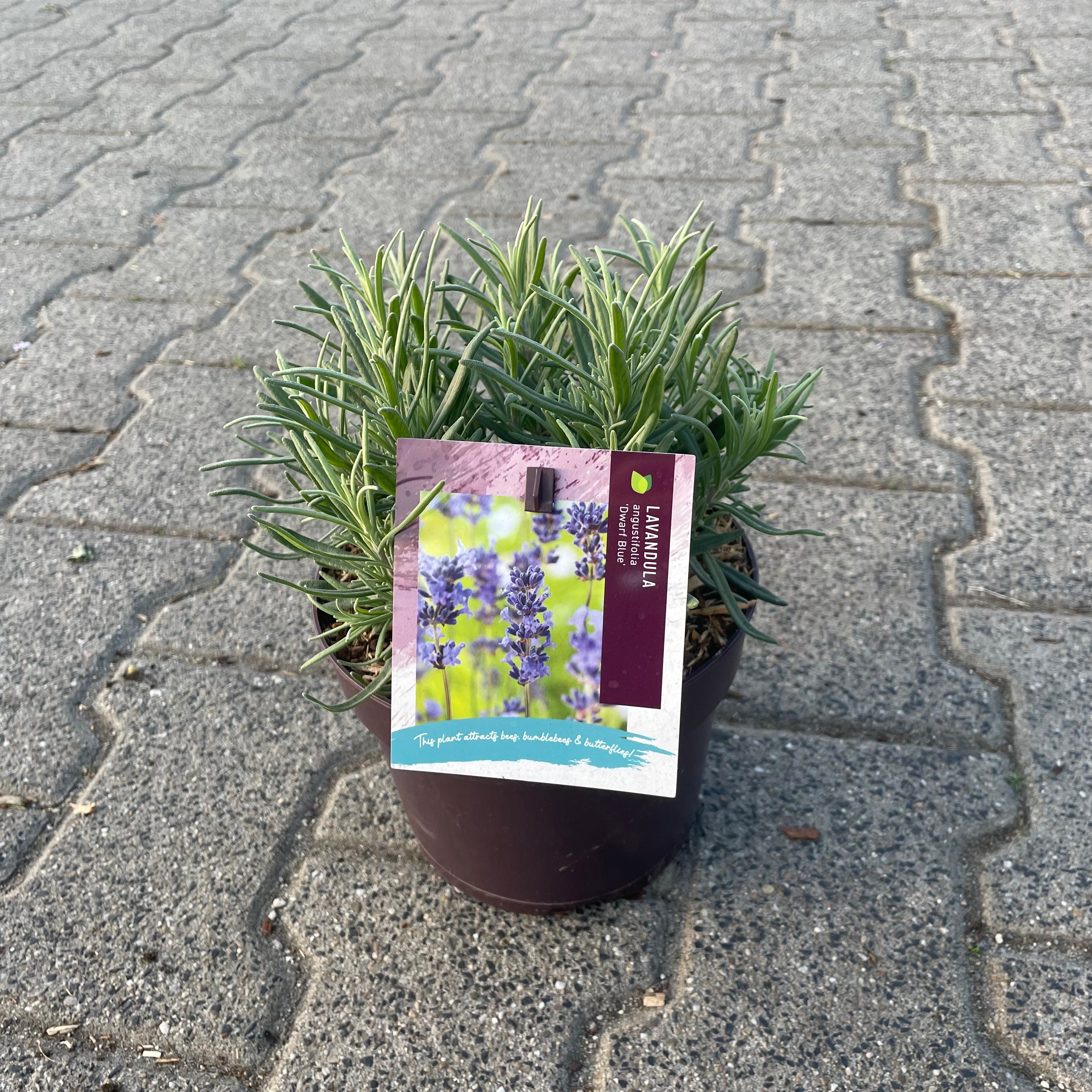 Lavandula angustifolia 'Dwarf Blue'