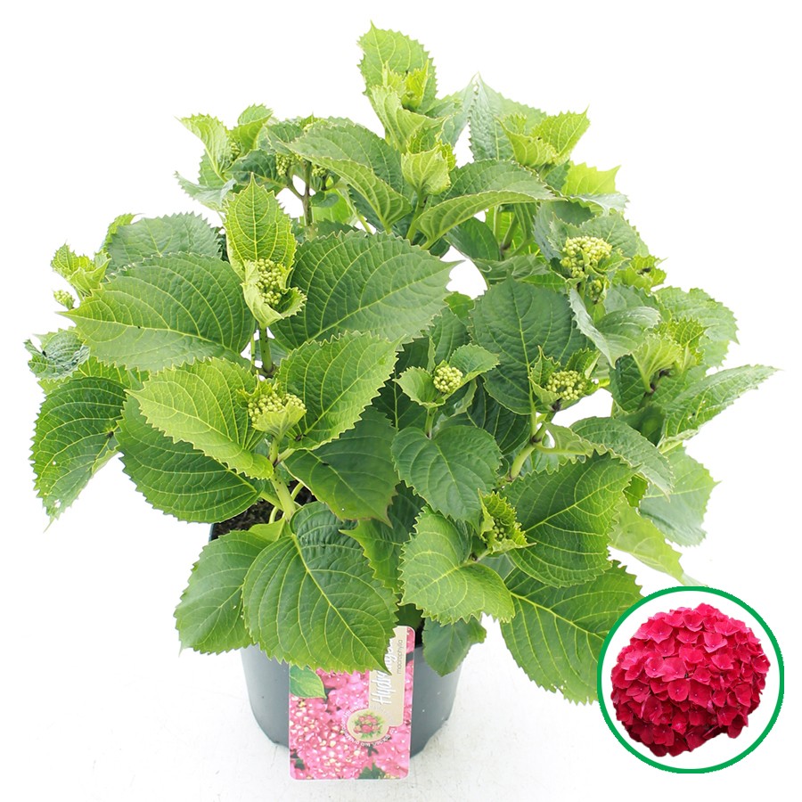Picture of Hydrangea macrophylla red