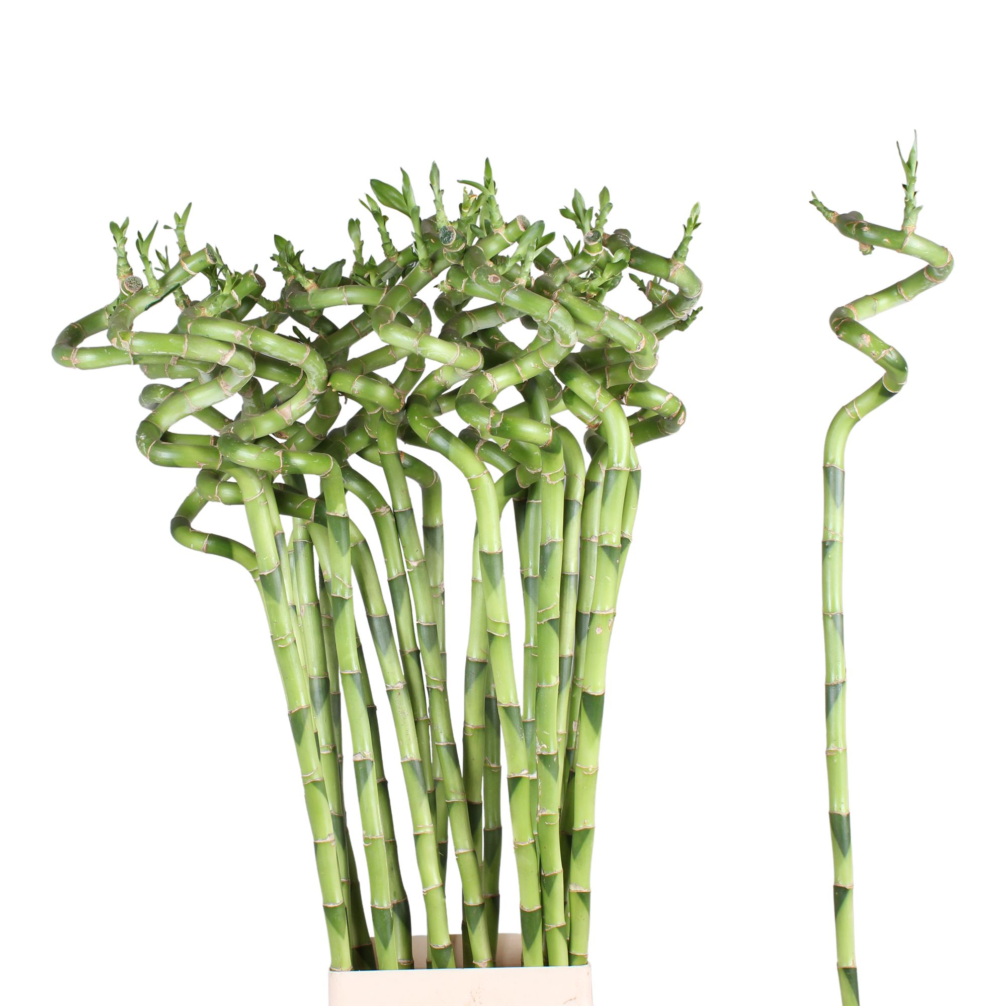 Drac S Lucky Bamboo