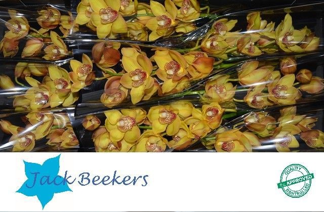 Cymbidium Esther 8/11bl