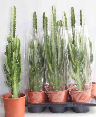 Euphor Trigona 17P 80H