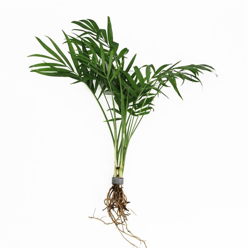 Chamaedorea palm (Bos)