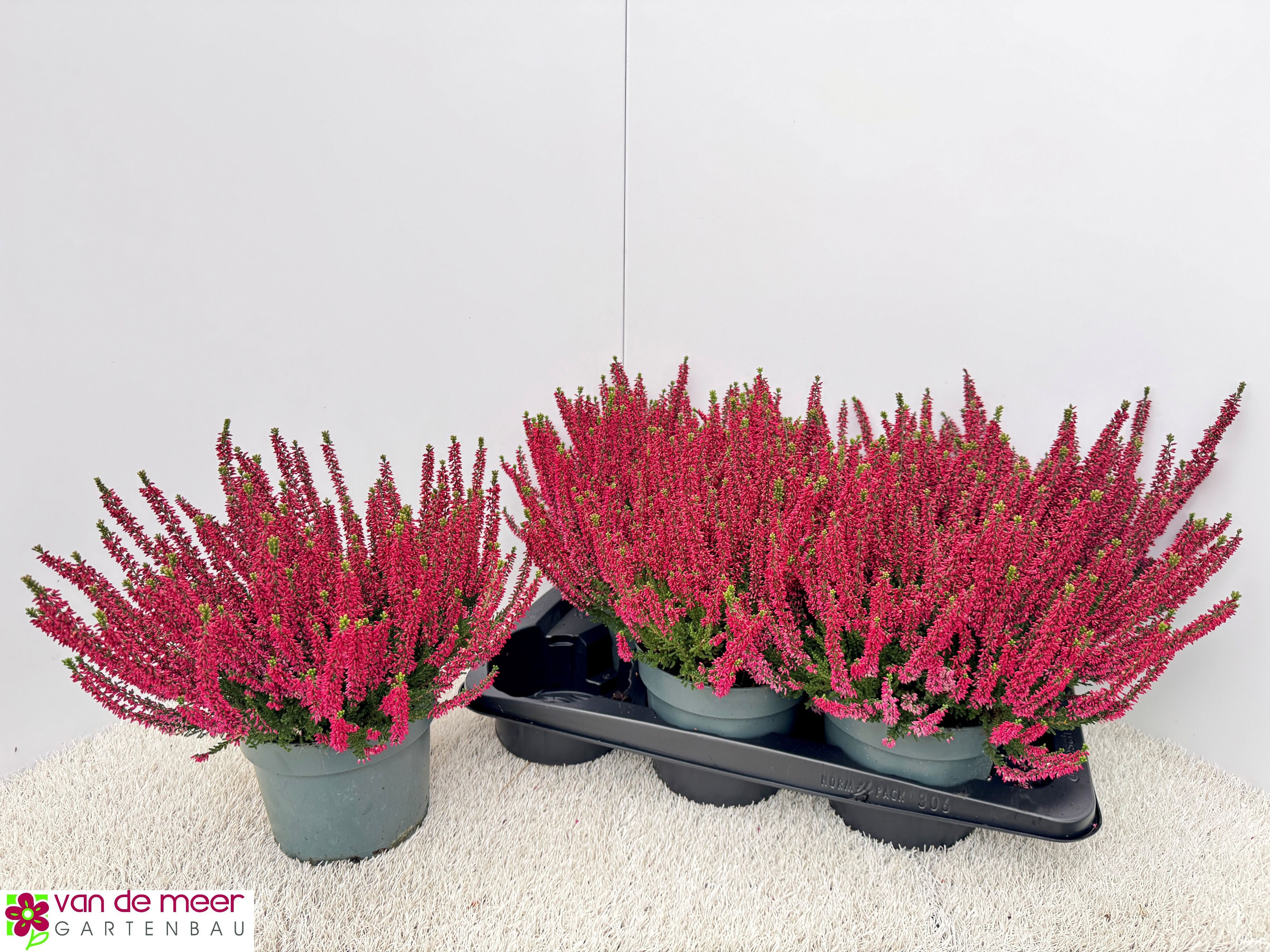 Callu Beauty-lad Gm 17Ø 30cm