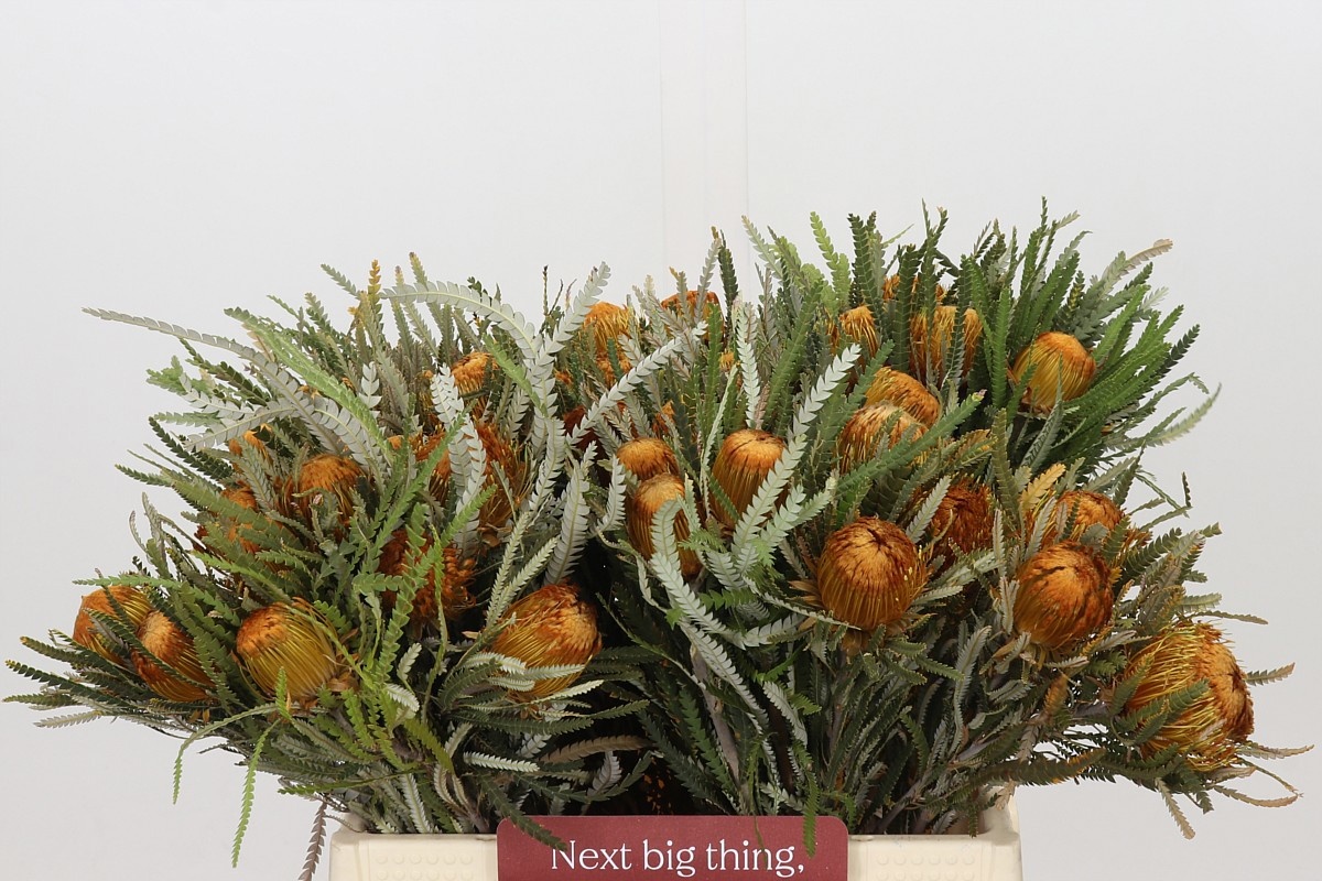 Dryandra Formosa 40cm