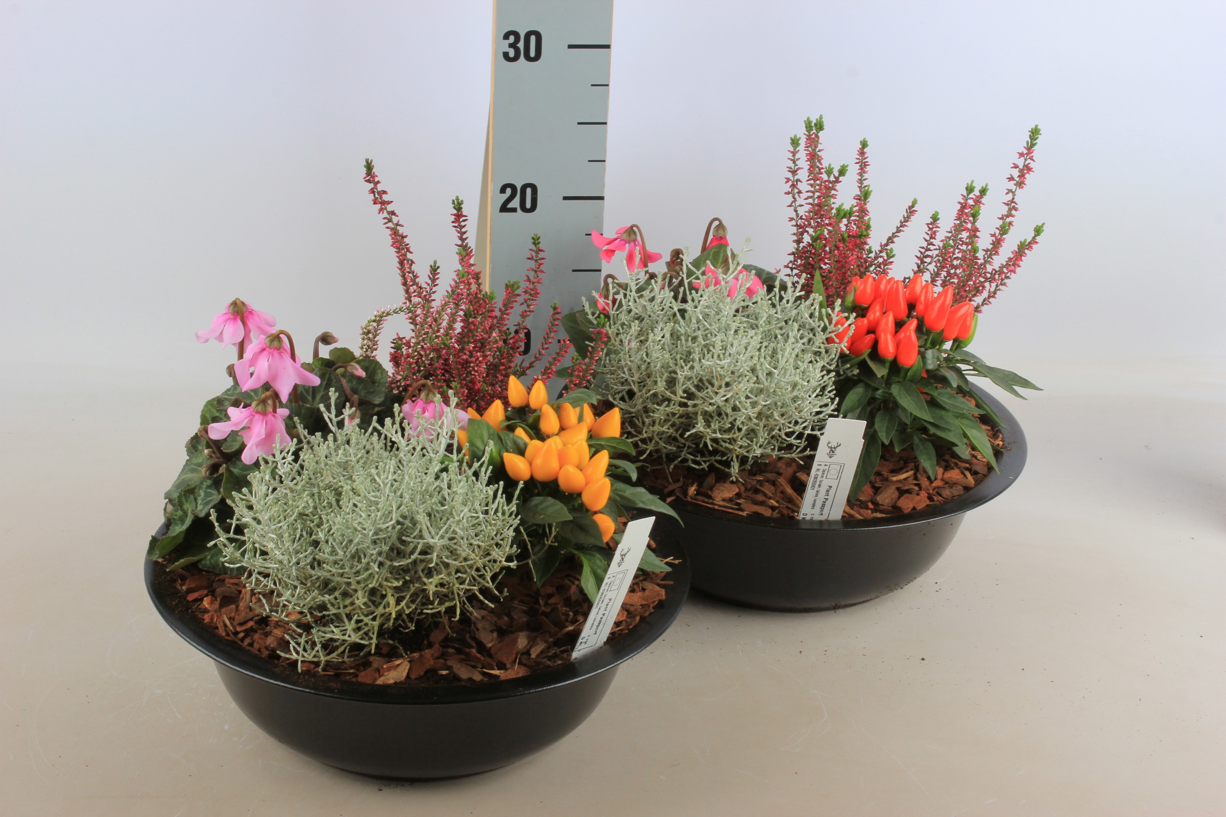 Arr Tuinplanten 30P 20cm 22bloei
