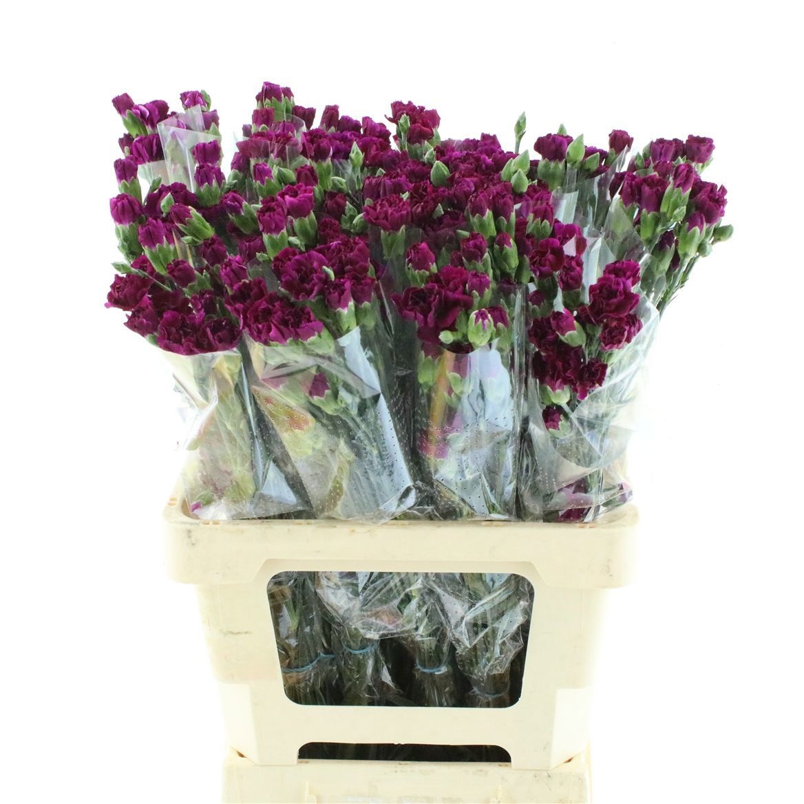 Dianthus Spr Purple Spectro 60cm