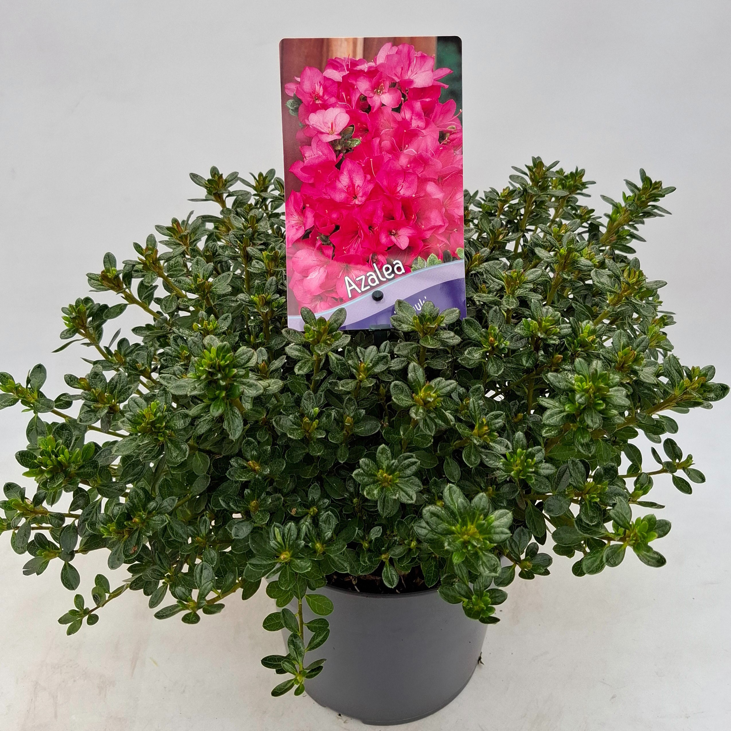 Picture of Rhododendron (AJ) 'Anouk'