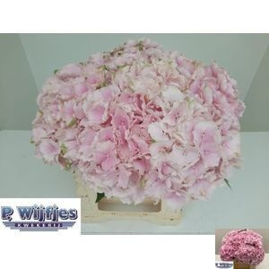 Hydrangea Verena Pink 40cm 13Ø