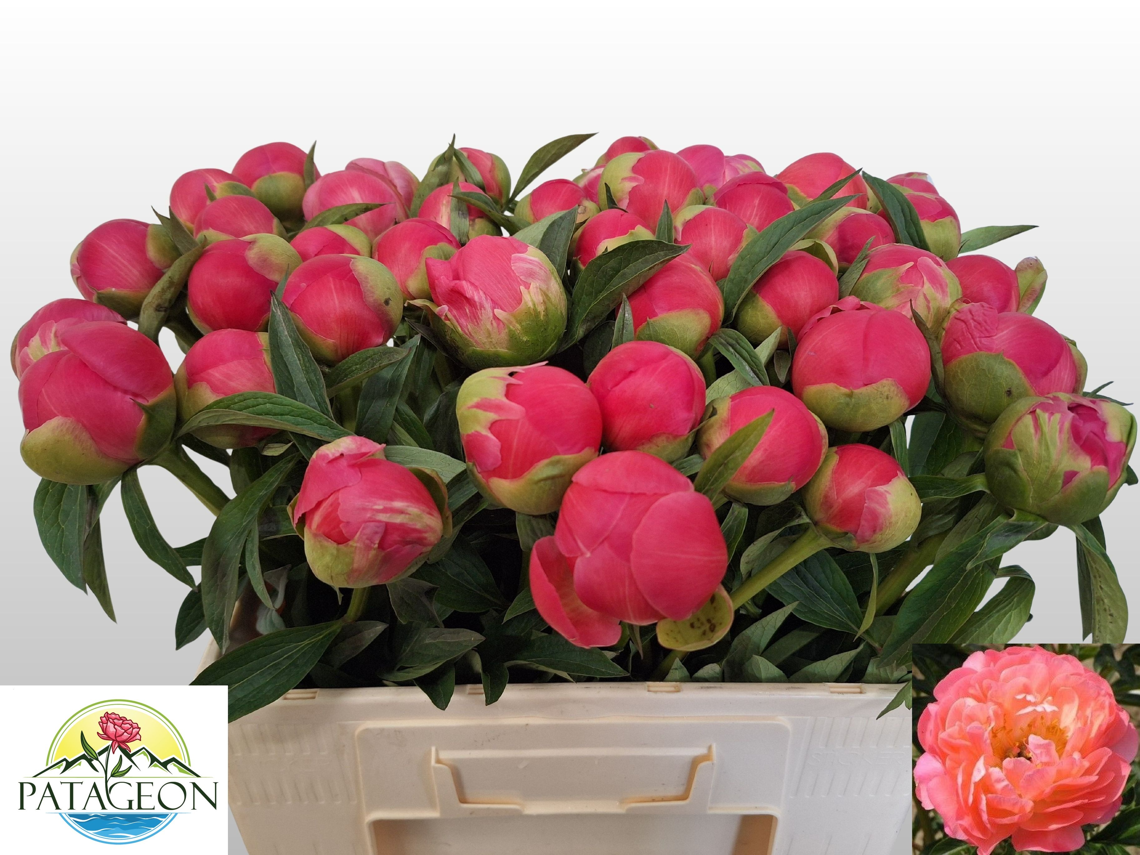 Paeo Coral Charm 55L.cm 34bloei