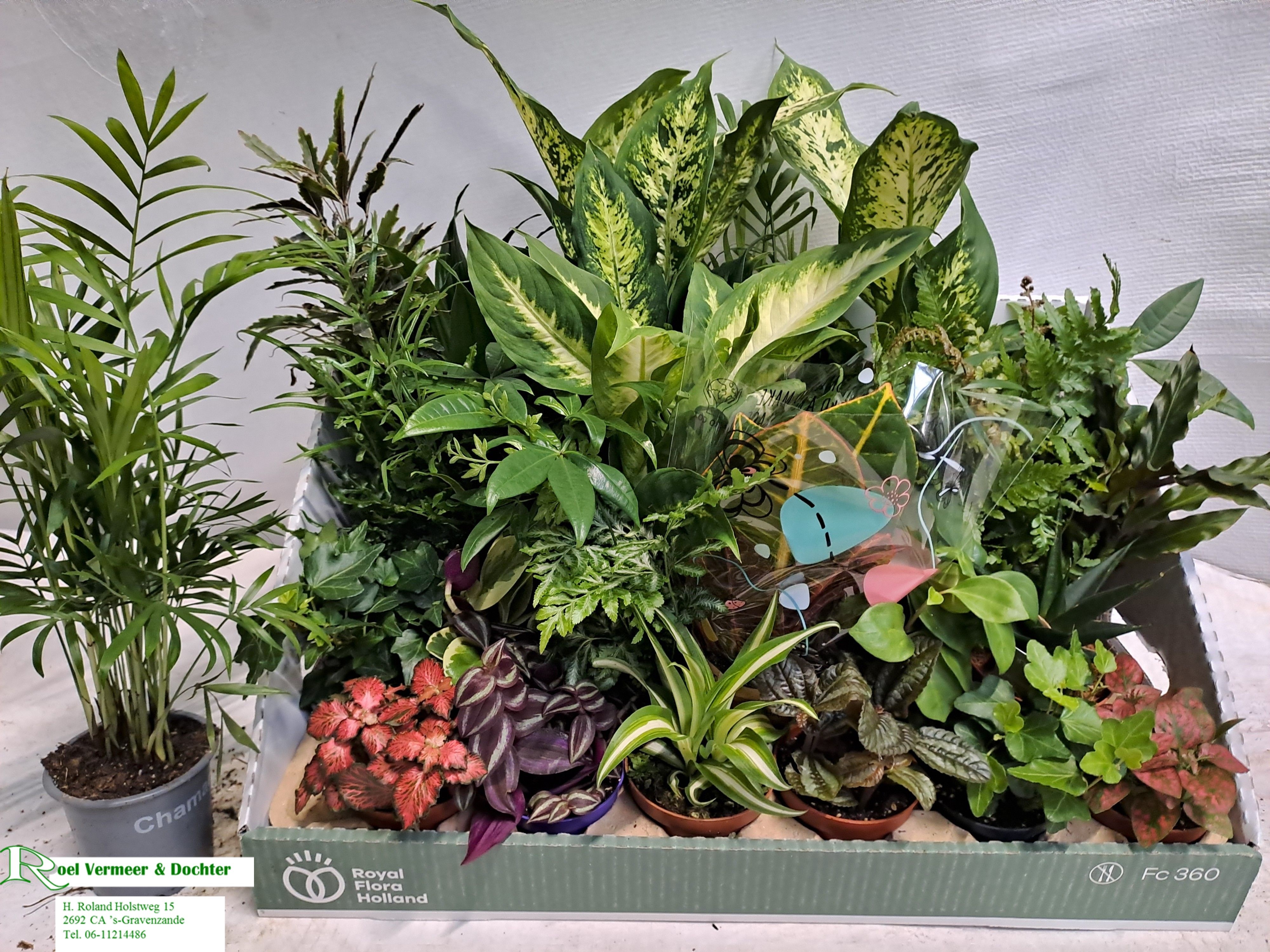 Ov Kamerplanten Gem. 8Ø 10cm