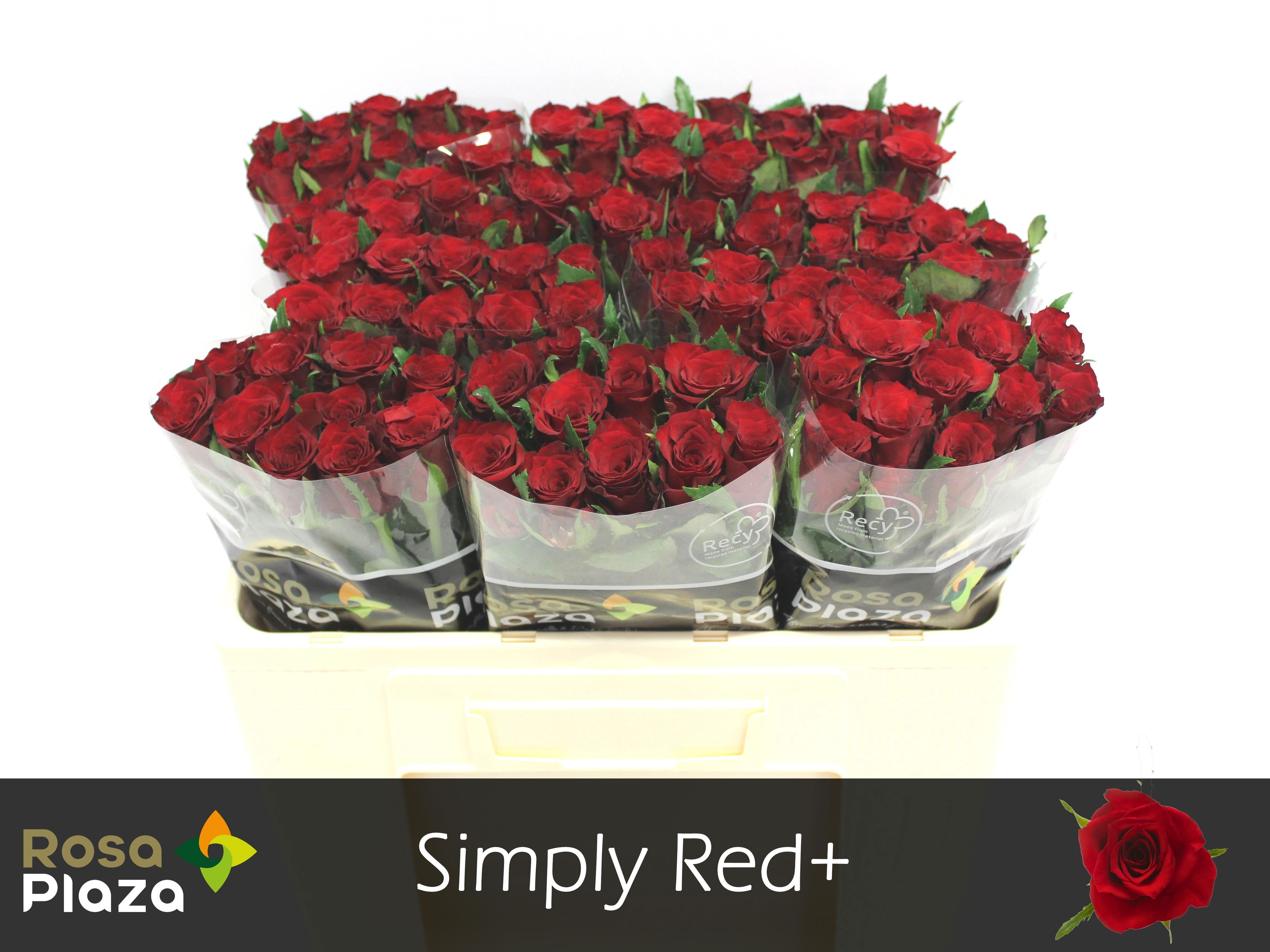 R Gr Simply Red+