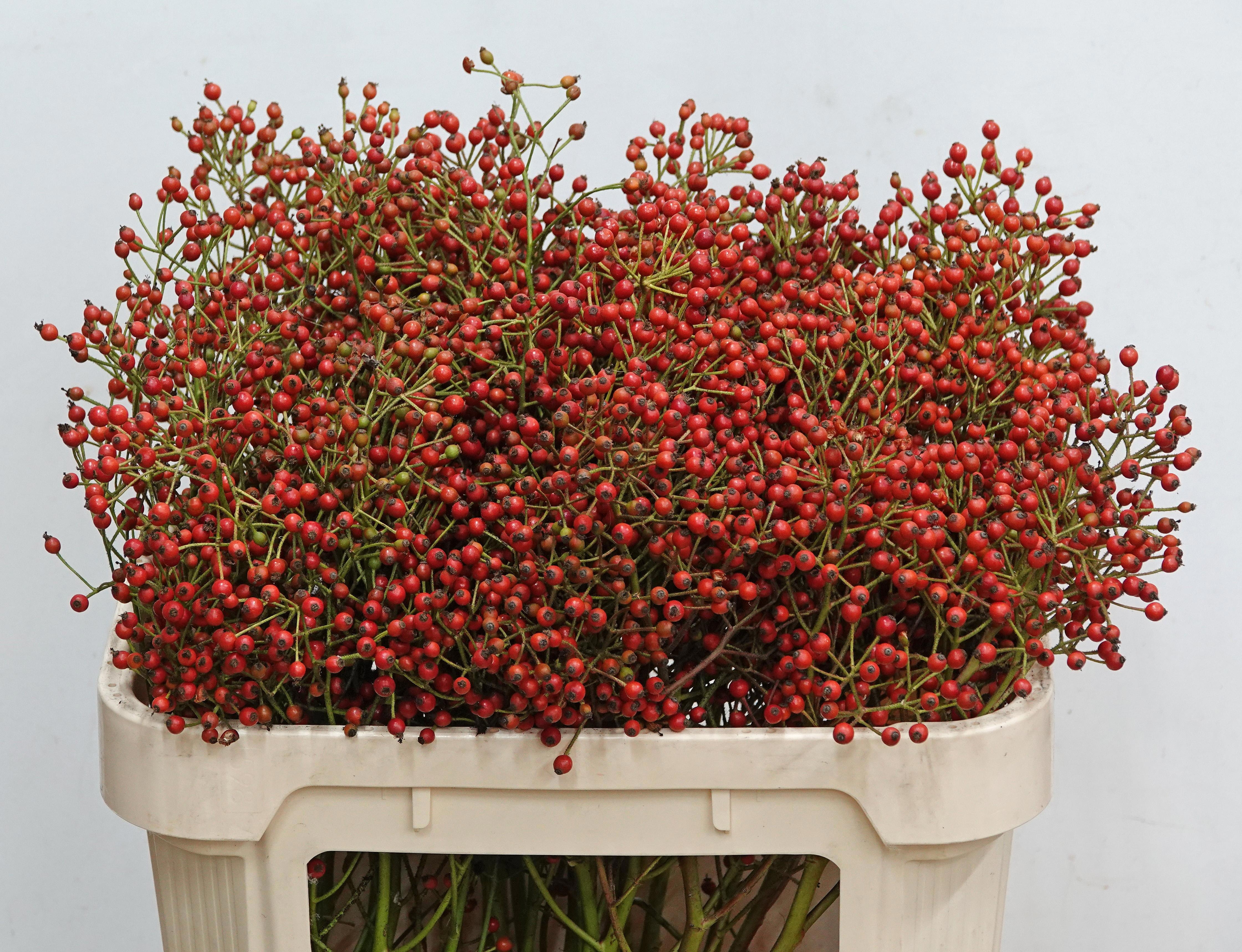 Rosa F Autumn Splash 70cm